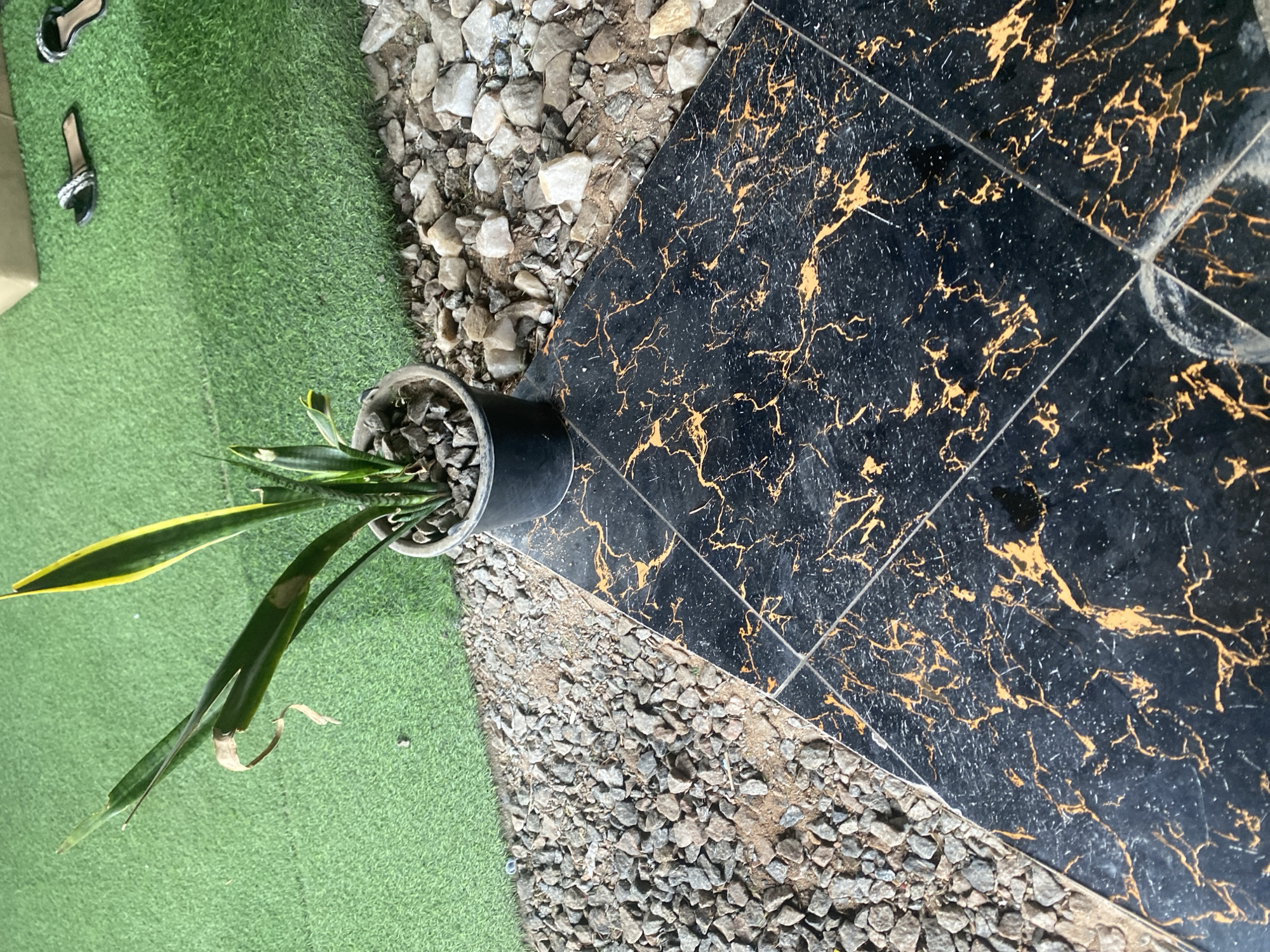 The image shows a top-down view of a plant in a pot, placed on a mix of artificial grass, gravel, and black marble-patterned tiles. The plant appears to be a snake plant with long, green leaves, some of which have yellow edges. It is in a dark-colored pot filled with small stones.
The artificial grass is a vibrant green, while the gravel consists of small, gray rocks. The black tiles have a striking marbled pattern with thin, golden-yellow veins running through them. The transition between these different textures creates a visually interesting foreground.
In the upper left corner of the image, there are two pairs of sandals, one with silver embellishments and the other appearing to be a lighter color with similar detailing. These suggest a human presence in the scene, perhaps indicating that the area is a walkway or an outdoor seating area.
The lighting suggests it is daytime, with no strong shadows indicating harsh sunlight. The overall scene appears to be an outdoor setting, possibly a patio, garden, or entryway in Jalingo, Nigeria. The arrangement of the plant, the different ground textures, and the sandals point to a curated outdoor space. There is no visible text in the image.