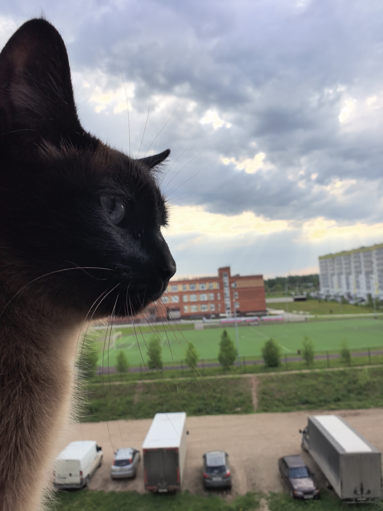 A close-up shot depicts a Siamese cat gazing out a window, likely from a high vantage point, overlooking a cityscape in Фролы, Russia. The cat's head and shoulder are prominent in the foreground, revealing its dark brown fur and blue eye. In the background, there is a parking area with various vehicles, including vans and trucks. Beyond the parking area, a sports field, possibly a soccer field, stretches out with green grass and a few trees lining the edge. In the distance are buildings, including what appears to be a school or a similar institutional building and a multi-story apartment complex. The sky above is filled with clouds, suggesting an overcast or partly cloudy day. The overall setting conveys a residential area near educational or recreational facilities in Фролы.