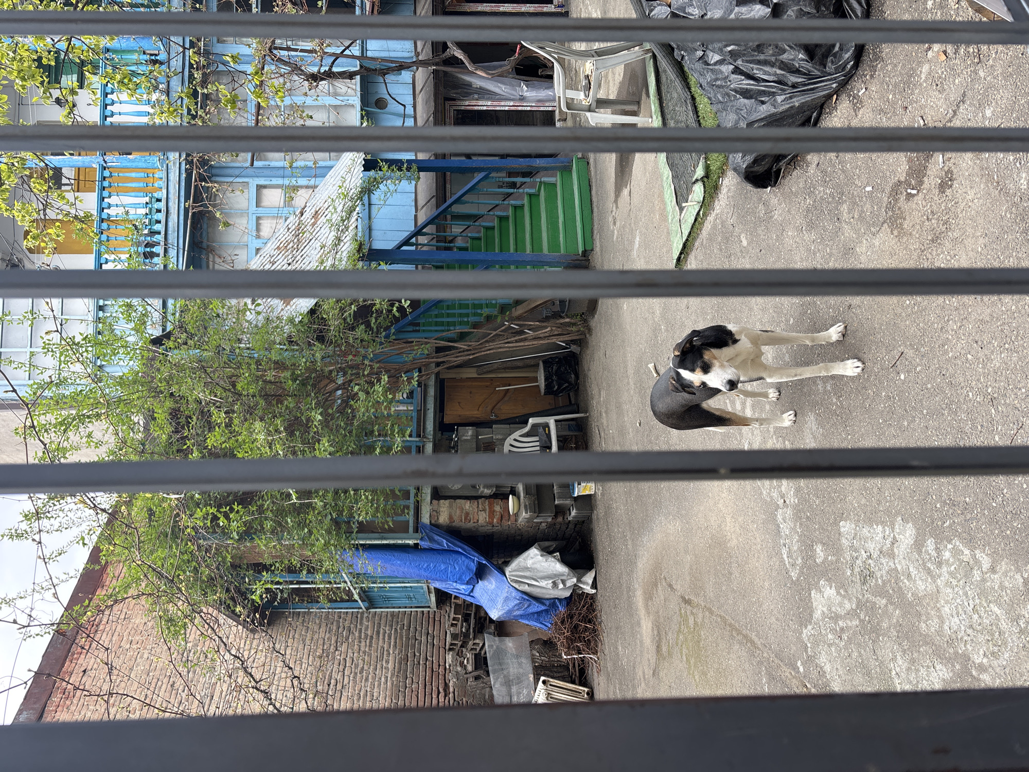 View through metal bars into a courtyard in Tbilisi, Georgia. A black and white dog stands on a concrete surface. Buildings with blue, green, yellow and brick facades are visible in the background. Outdoor furniture and tarps are also visible.
