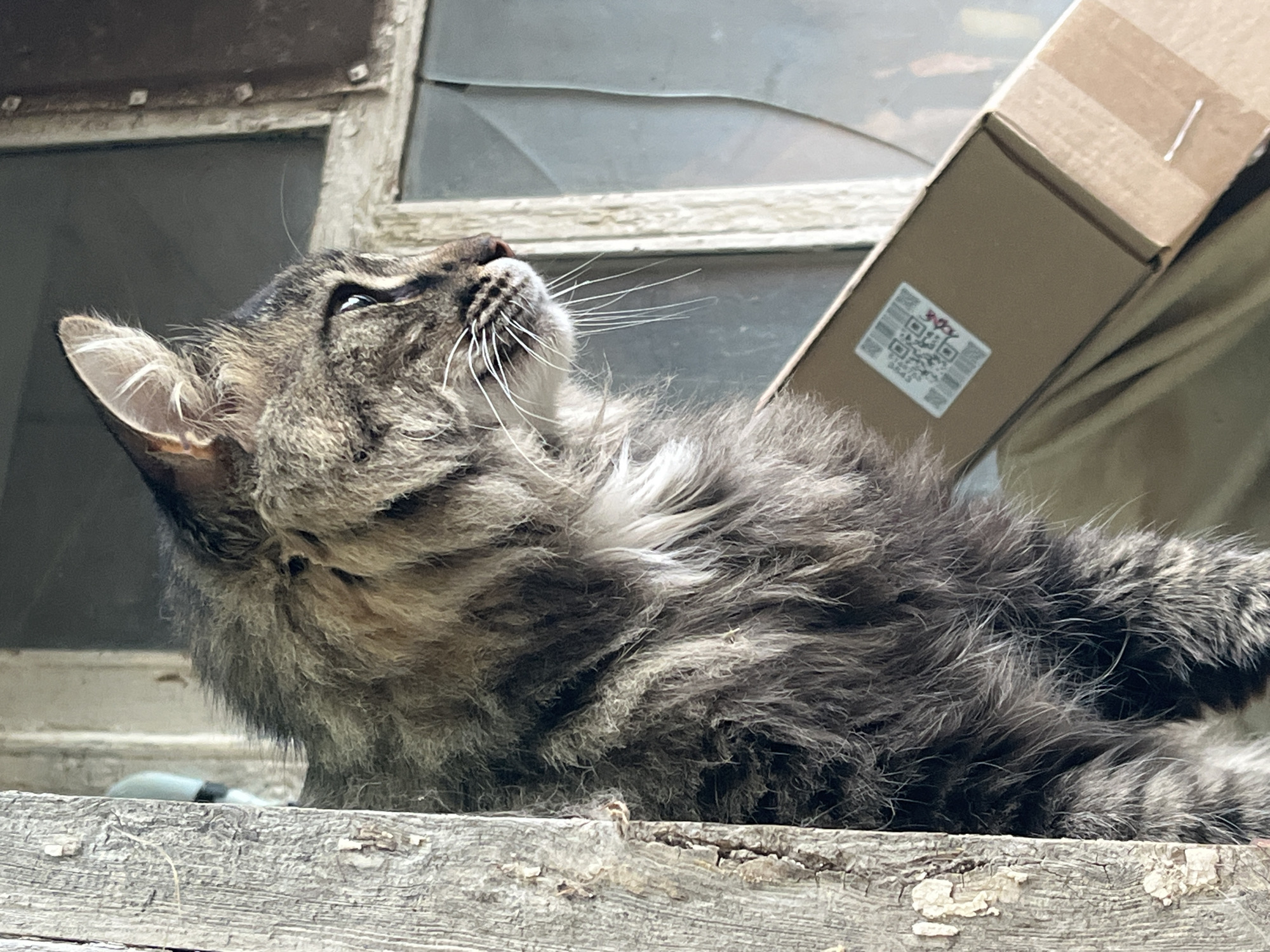 A close-up, eye-level, profile shot shows a fluffy, grey tabby cat looking out from a weathered wooden frame. The cat's fur is long and shaggy, with streaks of lighter and darker grey, and some white around its chest and neck. Its eyes are a greenish-yellow, and its ears are perked up. The cat is positioned in front of a dilapidated window with cracked panes and peeling white paint. To the right of the cat, a light brown cardboard box with a QR code sticker is visible. The overall setting appears to be outdoors, possibly a rural or abandoned area, in Krasnyye Barrikady, Russia, given the context of the request. The wooden frame is rough and textured, with visible grain and some peeling paint.