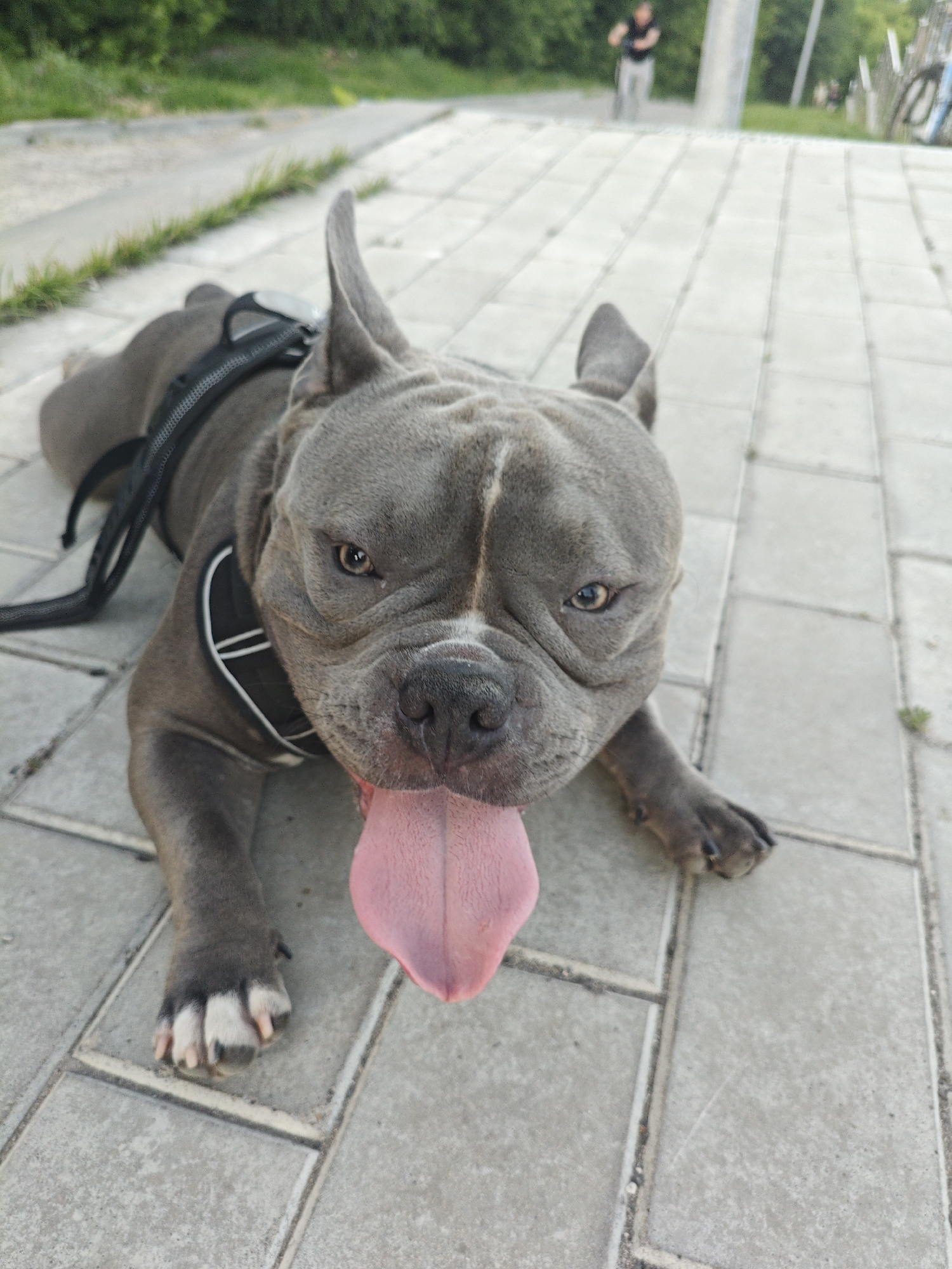 A blue pit bull lies on its side on a paved walkway, its pink tongue lolling out of its mouth. The dog is wearing a black harness. In the background, a person rides a bicycle on a path. The scene appears to be in a park or outdoor recreational area. The Ulyanovsk region of Russia has many such public spaces suitable for this kind of activity.