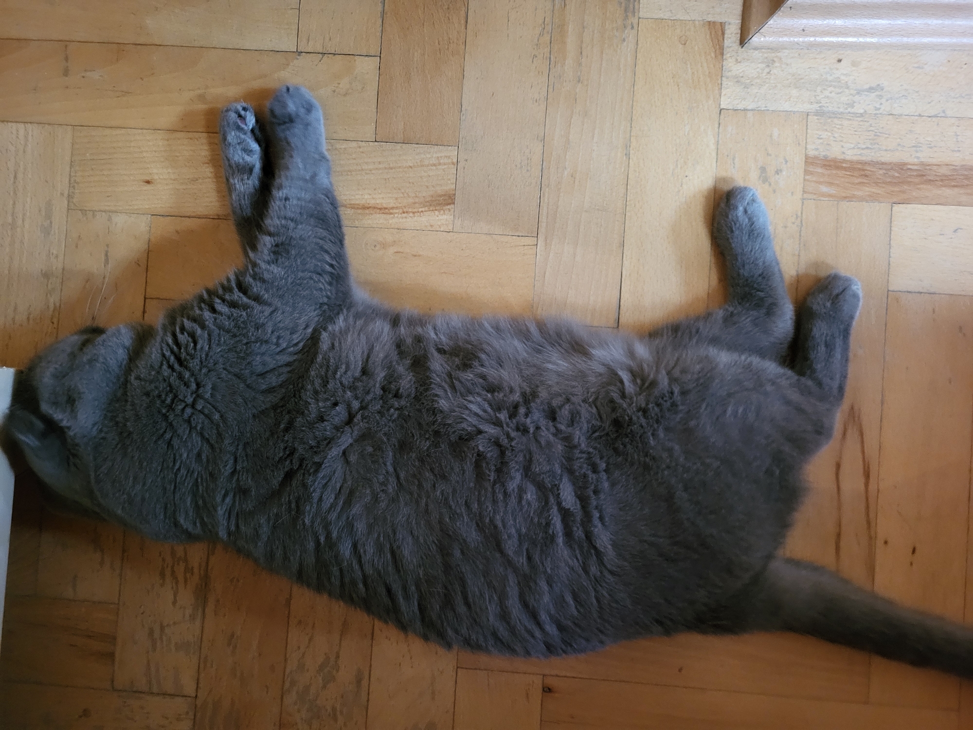 A blue-gray colored cat is lying stretched out on its side on a light-colored wooden floor. The cat's head is partially visible on the far left, and its long, slender tail extends straight out to the far right of the frame. Its dense, short fur appears soft.
The cat's body is fully extended. Its front paws are stretched upwards towards the top of the frame, with one paw slightly bent, revealing its toes. Its back paws are also extended downwards towards the bottom right of the frame. The cat appears to be in a state of deep relaxation or sleep, resting comfortably on the floor.
The floor consists of light to medium brown wooden planks, possibly parquet, laid in a pattern with visible wood grain and some subtle variations in color. There are minor marks or dust specks on the floor, suggesting a lived-in indoor environment. A small part of a light-colored wall or furniture base is visible in the top right corner. The lighting is even and soft, consistent with an indoor setting. There is no visible text or other subjects in the image.