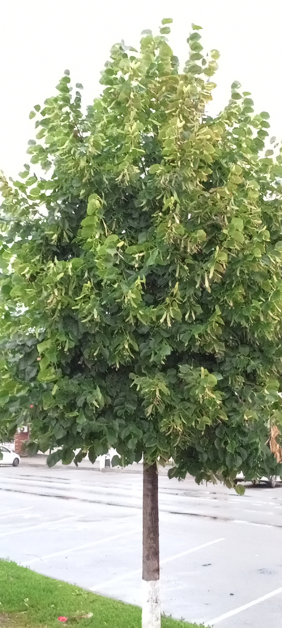 A medium shot, captured vertically, shows a deciduous tree with a thick, brown trunk painted white at its base, standing on a patch of green grass. The tree's canopy is full of lush, green leaves and small, pale green, elongated seed pods. The background features a wet, paved area with white parking lines, suggesting it may have recently rained. Several white vehicles are visible in the background, along with a glimpse of a brick structure. The sky is overcast and white, indicating a cloudy day. The scene is likely a street or a parking lot in the city of Kirsanov, Russia.