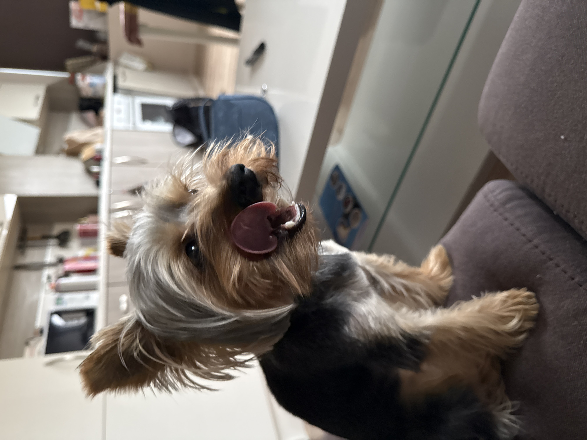 A Yorkshire Terrier is positioned on a gray upholstered surface, possibly a couch or chair. The dog is facing the camera with its tongue out. The background is a blurry, bright interior space resembling a kitchen. There are cabinets, drawers, and appliances visible in the background, including a microwave. The scene is likely indoors. There is no information available to determine if this is in the city of Varna, Bulgaria.