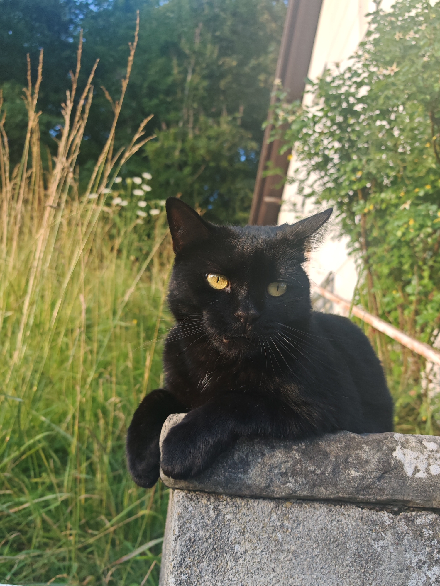 A black cat with yellow eyes sits on a concrete ledge outdoors. The cat is positioned in the center of the frame, facing slightly to the left. Its front paws are resting on the ledge. Behind the cat, tall, dry grass and some green foliage are visible. In the upper right corner, a portion of a light-colored building and more green trees can be seen. The lighting suggests it is daytime, possibly late afternoon due to the warm light.