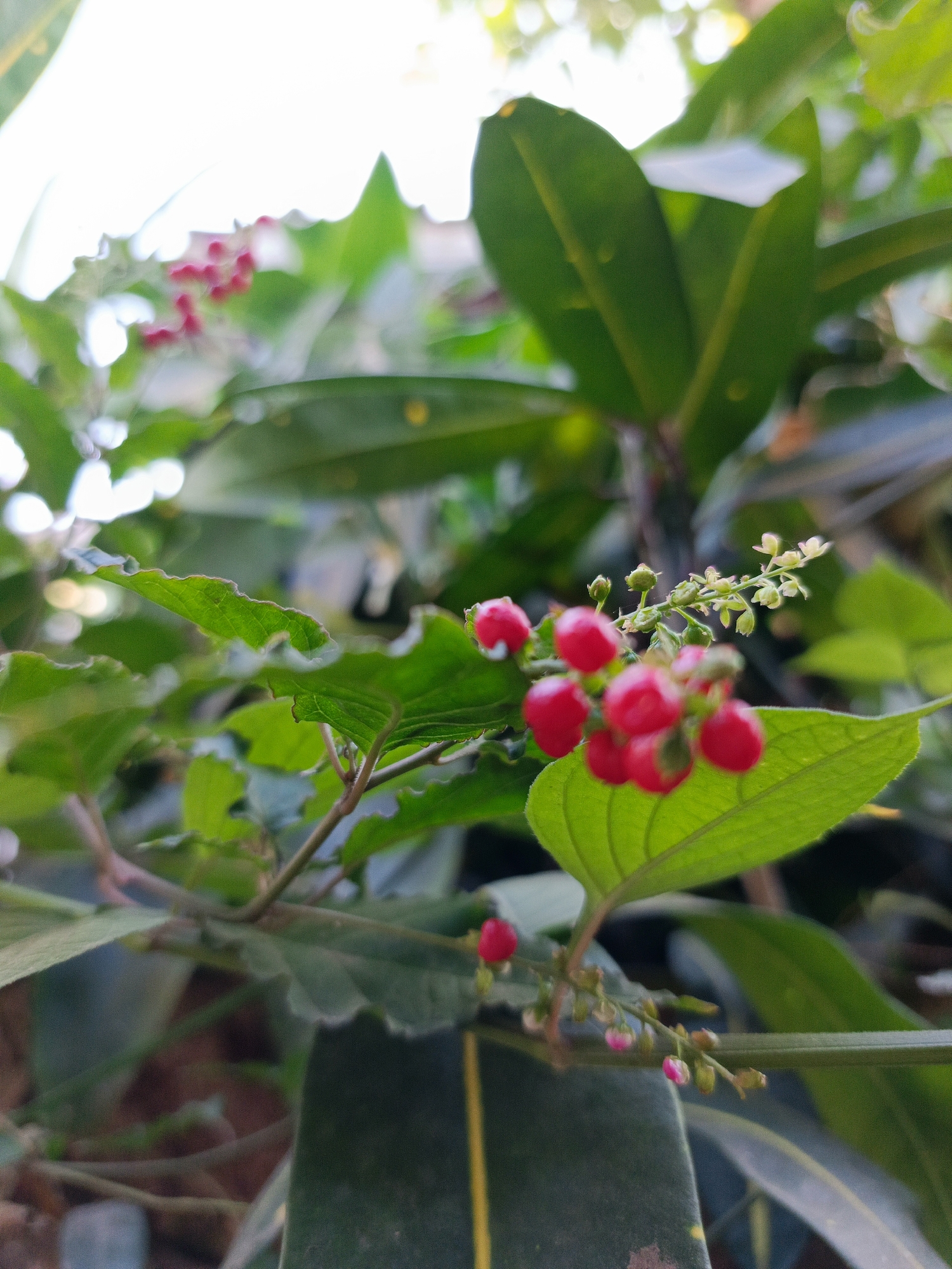 In Margajaya, Indonesia, a close-up, shallow depth-of-field shot captures a cluster of vibrant red berries on a plant branch. The berries are round and plump, some in sharp focus, others softly blurred, arranged in small clusters. Delicate green sepals are visible at the base of some berries, and a sparse sprig of tiny, pale green buds and flowers extends from a central stem above the berries. The background is a lush, green blur of foliage, with hints of sunlight filtering through, suggesting an outdoor, natural setting. The leaves in the foreground are a rich green, with serrated edges and visible veins. One large, smooth green leaf forms a prominent base for the cluster of berries. The overall impression is of a natural, botanical scene, likely a garden or wild vegetation, in Margajaya.