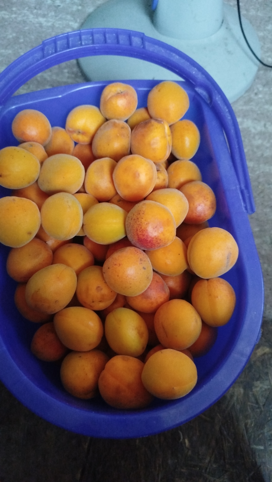 The image shows a close-up, overhead view of a blue plastic bucket filled with ripe apricots. The apricots are predominantly orange-yellow, with some showing blush red areas. They are piled high in the bucket, with some visible in the foreground and others further back, creating a sense of abundance. The texture of the apricots appears smooth and slightly fuzzy. The bucket has a textured rim and a handle is visible to the left, curving upwards. The background is out of focus and appears to be a textured surface, possibly a table or floor, with a light-colored object, which might be a fan, positioned behind the bucket. There is no indication of any specific location in Kostiantynivka, Ukraine, nor are there any people, actions, or interactions depicted. The scene is static and focuses solely on the fruit and container.