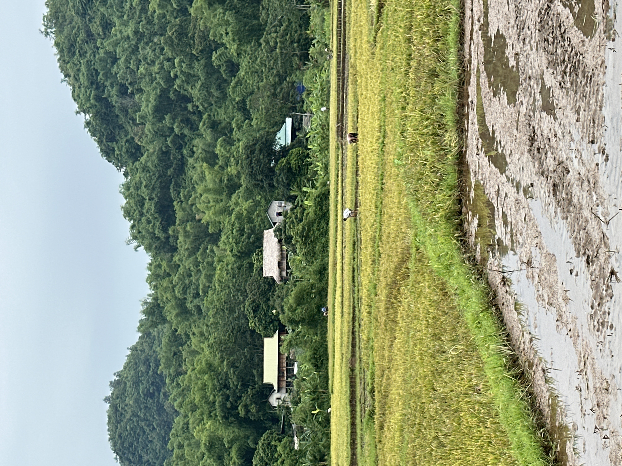 This image depicts a rural scene in Mai Chau, Vietnam, characterized by terraced rice paddies and lush, forested hills. The foreground shows muddy water and soil, indicative of a recently tilled or flooded rice field. Beyond this, several rows of ripe, golden-yellow rice are visible, suggesting an agricultural harvest is underway or has recently concluded. A narrow strip of bright green grass separates the muddy foreground from the rice fields. In the middle ground, several figures are engaged in activities within the rice paddies. One individual appears to be kneeling, possibly planting or harvesting, while others are similarly occupied or walking through the fields. Scattered among the rice paddies are a few houses, one with a distinctive light green roof, and another with a thatched roof, nestled amongst trees. The background is dominated by a dense, verdant forest covering rolling hills, with the sky above appearing overcast. The overall impression is one of agricultural labor in a tropical, mountainous environment.