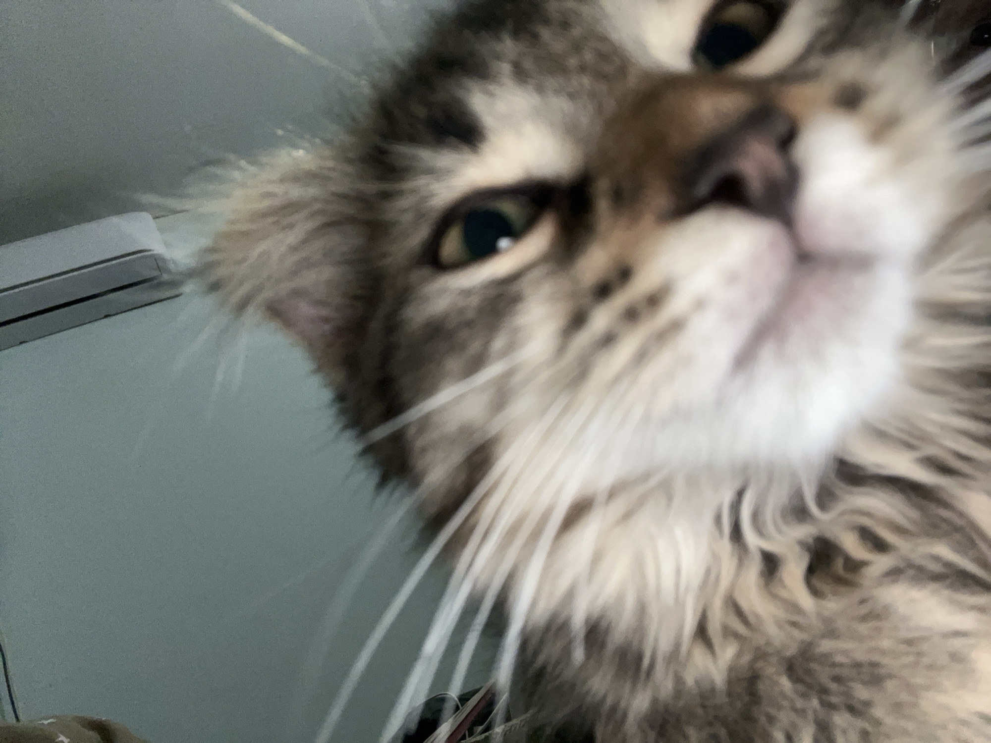 A close-up, low-angle, first-person perspective shot captures a cat's face filling the frame. The cat has tabby markings in brown, black, and gray fur. Its right eye is visible, a dark pupil with a hint of green in the iris. Long white whiskers extend from its muzzle. In the upper left corner of the image, a white air conditioner unit is partially visible, mounted on a pale blue wall. The background is a plain, textured, pale blue wall. The image appears to have been taken indoors. There is no indication of the city of Smolenskaya, Russia within the image itself.