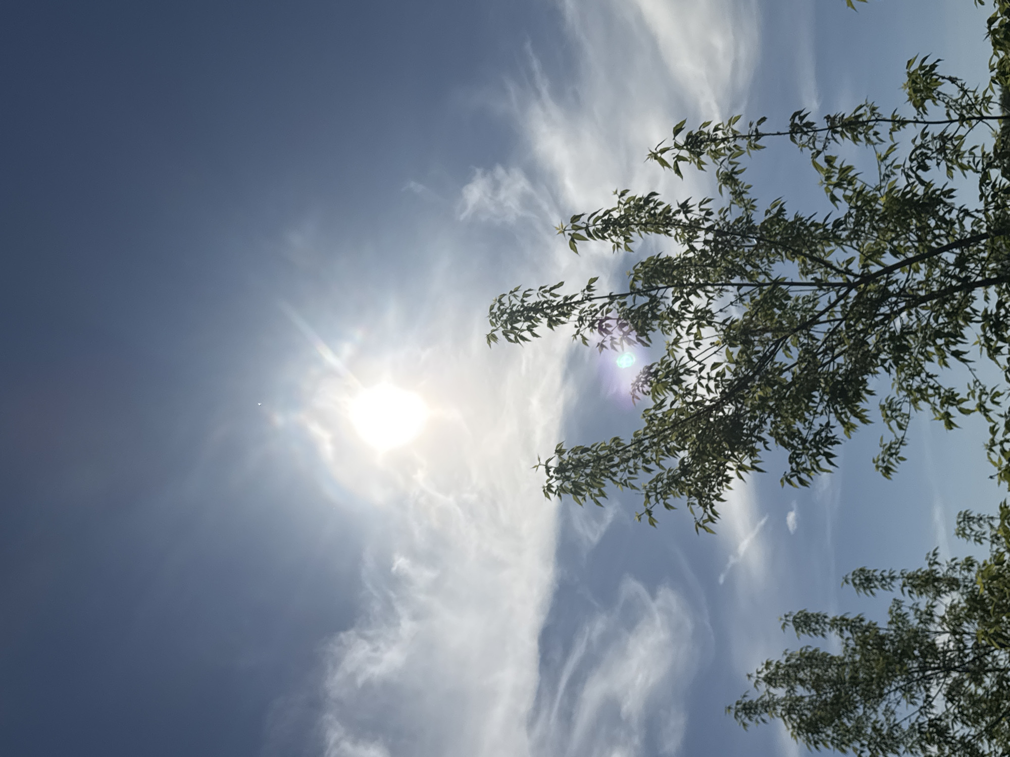 The image captures a view of a bright, sunny sky with cirrus clouds, partially obscured by tree branches with green leaves. The sun is the dominant light source, and it creates lens flares in the camera. The exact location within Chaikovsky, Russia, cannot be determined from the image alone. There are no people visible in the image. The primary subjects are the sky, clouds, sun, and tree branches. The actions/interactions include the sun shining through the clouds and the leaves rustling in the wind. The environment is open and airy.