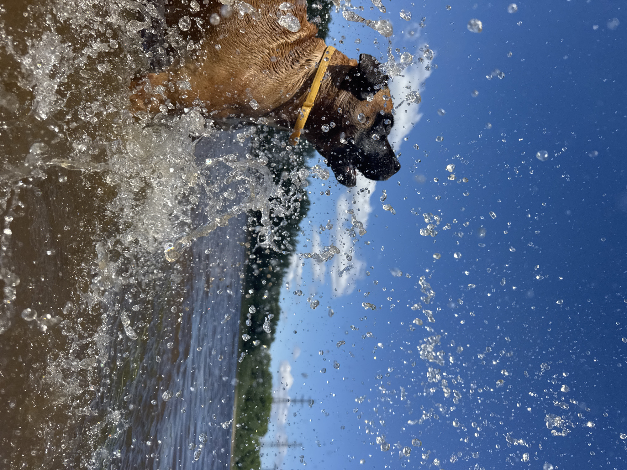 A brown dog with a yellow collar is splashing in the water under a bright blue sky with white clouds. Water droplets are frozen in mid-air, creating a dynamic spray around the dog. In the background, there is a lush green treeline, a body of water, and distant power lines, suggesting an outdoor location likely near the Kama River in Chaikovsky, Russia.