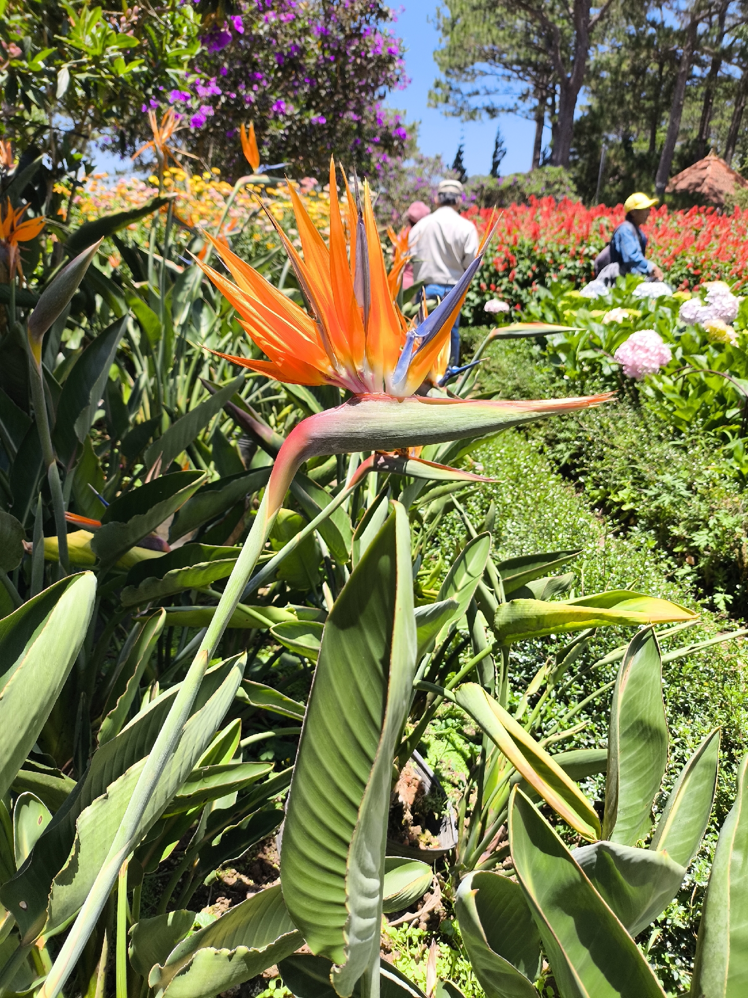 The image features a close-up of a vibrant orange and blue Bird of Paradise flower (Strelitzia reginae) in a garden setting, likely in Da Lat, Vietnam. The flower is in full bloom, with its characteristic spiky orange petals and blue center, surrounded by large green leaves.
In the background, blurred figures of people can be seen walking among the various flower beds. There are red, purple, and yellow flowers visible in the background along with green grass. The presence of pine trees suggests the location could be Da Lat, known for its temperate climate and flower gardens. The lighting suggests it is daytime.