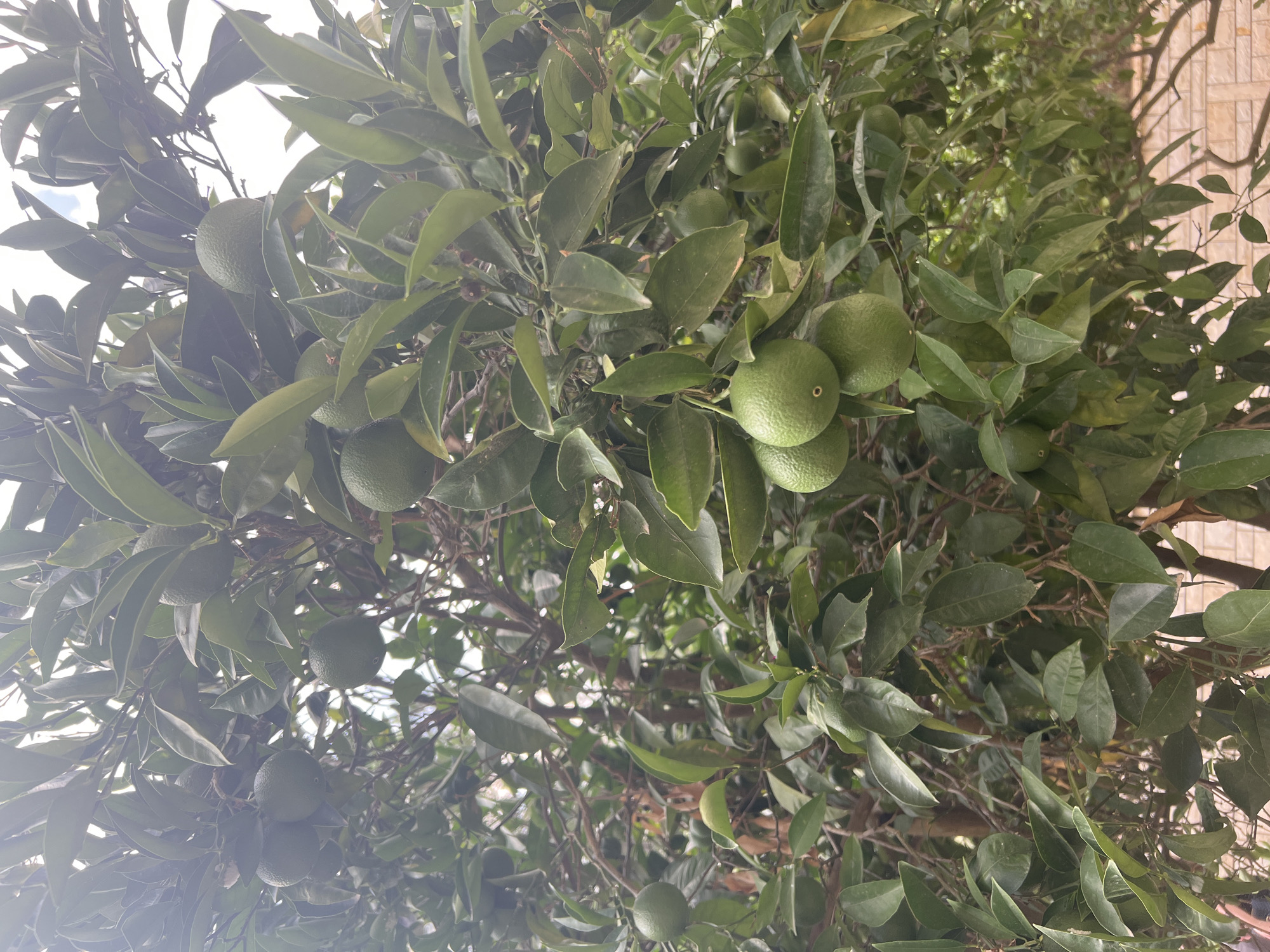 A close-up, low-angle shot captures an orange tree laden with several small, unripe green oranges against a backdrop of dense foliage and branches. The leaves are a vibrant green, some appearing slightly waxy. Sunlight filters through the leaves, creating bright highlights and shadows. In the bottom right of the image, a brick wall is partially visible, suggesting an outdoor urban or suburban setting. The image was taken in the city of Serik, Turkey.