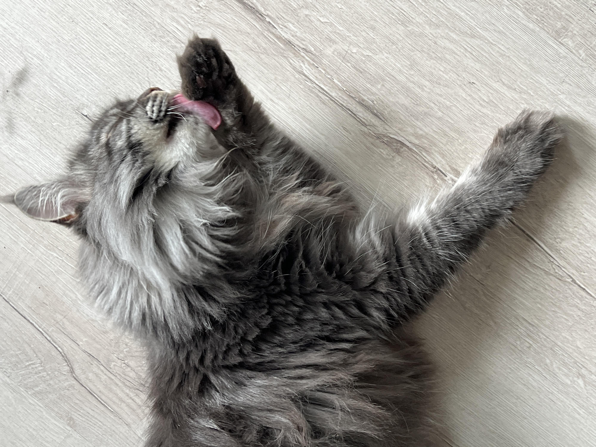 A gray, long-haired cat is lying on a light-colored wooden floor, grooming its paw. The cat's eyes are closed as it licks its paw, with its pink tongue visible. The floor has a wood grain pattern and appears to be indoors, in an apartment in Ternopil, Ukraine.