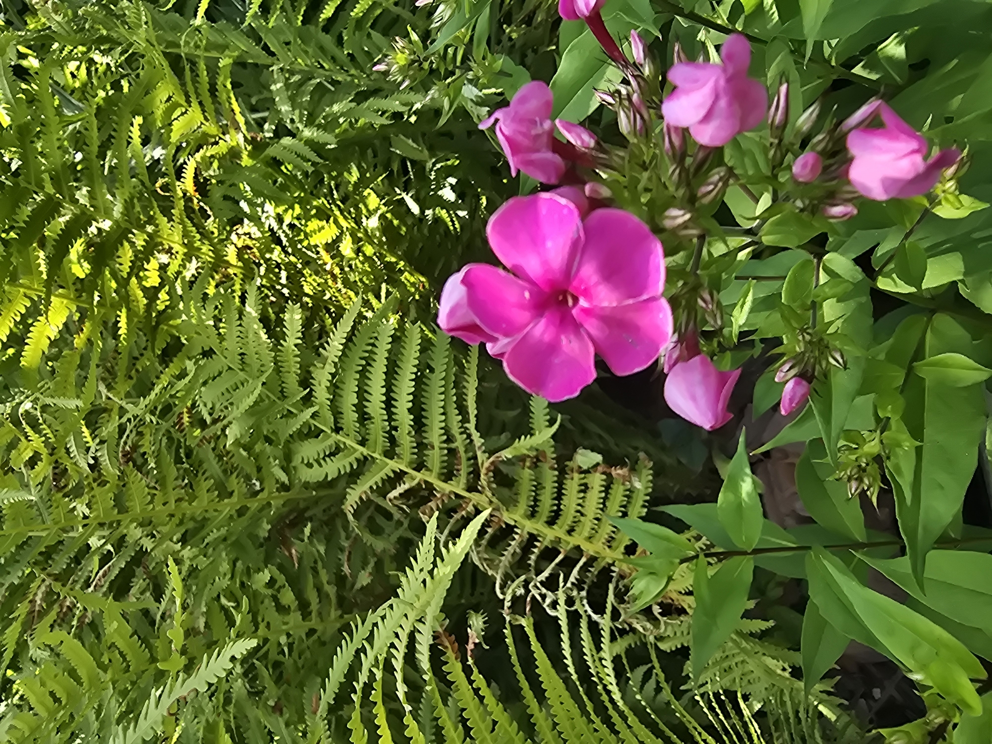 This is a close-up, eye-level shot of pink phlox flowers in bloom, set against a backdrop of vibrant green ferns. The phlox flowers, some fully open and others in bud, are the primary subjects, with their delicate petals catching the light. The ferns, with their intricate fronds, fill the background and left side of the frame, creating a lush, natural setting. The lighting suggests an outdoor environment, likely a garden or park, under bright daylight conditions. The image does not contain any people or evidence of human activity, beyond what would be typical in a cultivated garden. There are no discernible landmarks or context within the image to suggest its specific location within the city of Serebriansk, Kazakhstan.