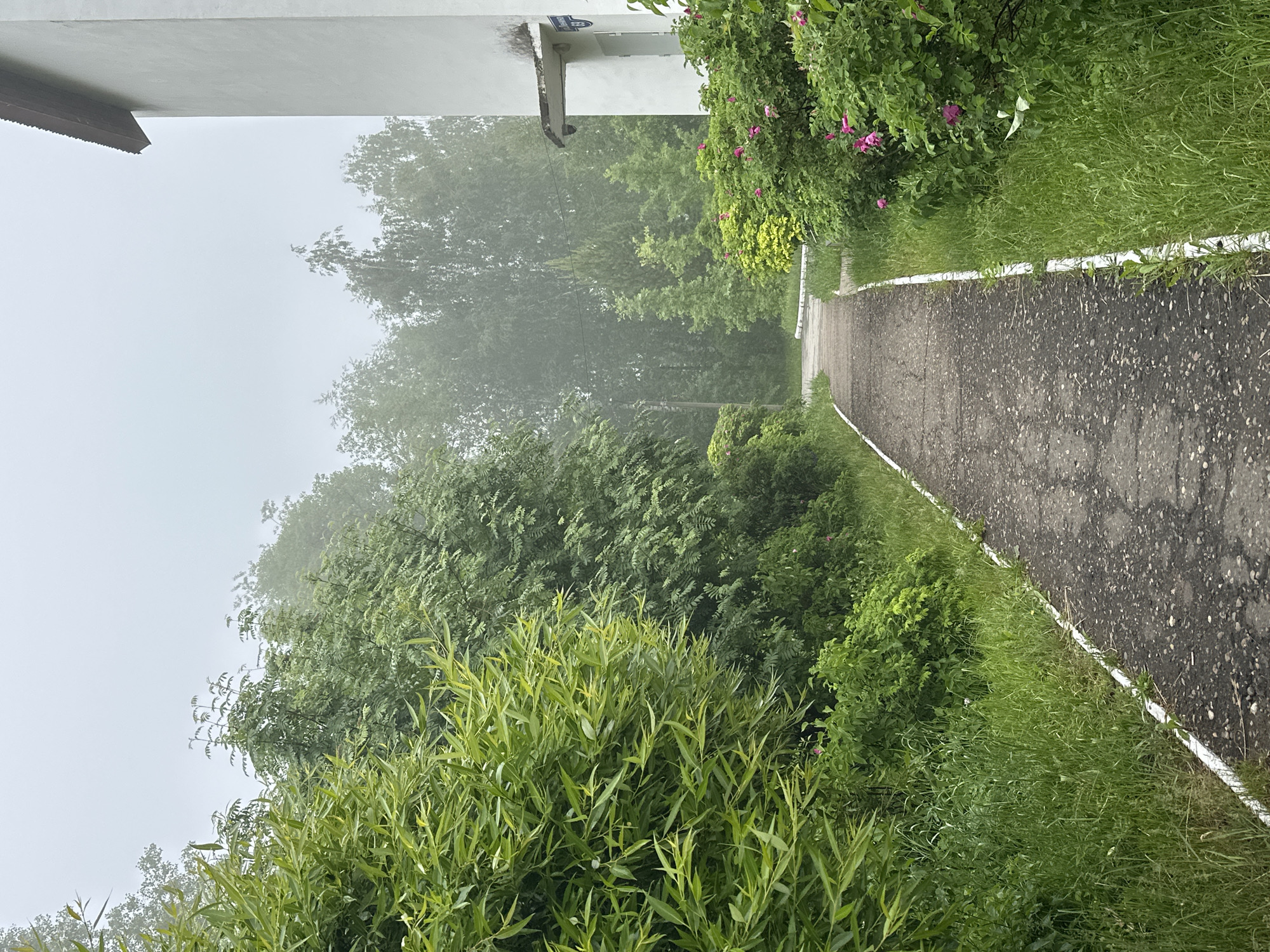 The image depicts a serene outdoor scene, likely a pathway through a green space or residential area, on a misty or foggy day. The primary subject is a dark asphalt pathway, leading into the distance from the lower right of the frame towards the center. It is clearly bordered on both sides by white painted lines.
To the left of the path, lush green vegetation dominates the foreground and mid-ground. This includes tall, vibrant green grass bordering the path, various bushes, and taller trees beyond them that fade into the misty background. Some of the bushes feature delicate pink flowers, adding a touch of color to the verdant landscape. In the far background, dense trees are partially obscured by the atmospheric mist, creating a soft, ethereal quality. A utility pole is faintly visible amongst these trees in the mid-ground.
On the left side of the image, the bottom portion of a light-colored building, possibly white concrete or stucco, is visible. It features a brown, textured eaves or roof overhang. On the building, a blue plaque with white Cyrillic text is visible. It appears to read "УЛИЦА" (ULITSA - Street) followed by numbers, possibly "18" or "1Б", confirming the Chaikovsky, Russia location context.
The weather is overcast and misty, lending a subdued and tranquil atmosphere to the scene. The time of day appears to be daytime, but the diffused light suggests either early morning fog or a heavily clouded sky. There are no people or specific activities taking place, making it a quiet, contemplative view of a natural-urban interface.