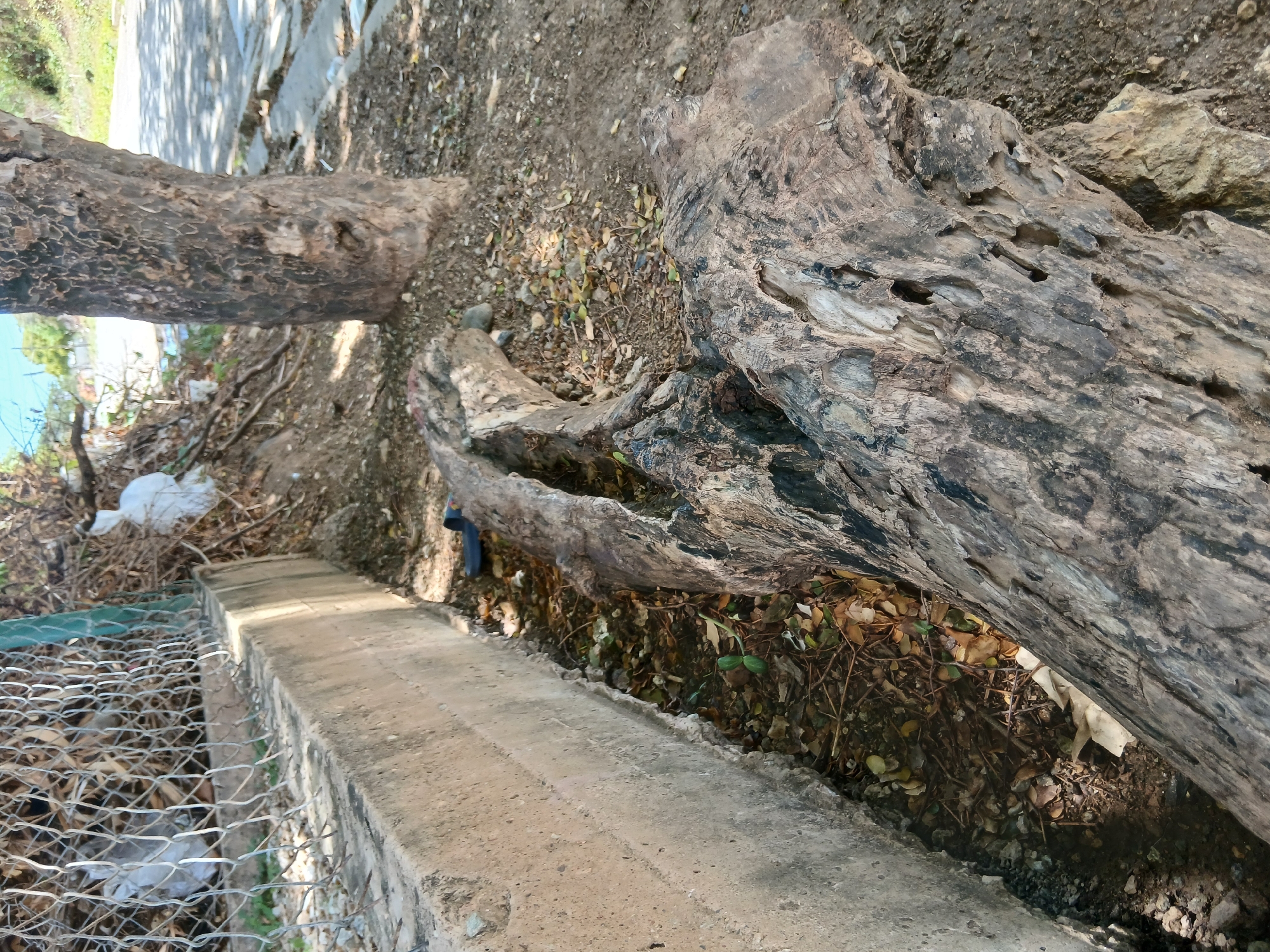 The image shows a dry, debris-filled ditch with a concrete wall on the left and a large fallen tree trunk in the foreground. The ditch is littered with dry leaves, twigs, and a piece of white plastic. There are two small green plants growing in the ditch. To the right of the ditch, a large tree trunk rests on the ground, its bark rough and weathered. Behind the ditch, a chain-link fence runs horizontally, with some white plastic bags and debris visible beyond it. A larger tree trunk stands to the right, its bark also textured. The ground is composed of dirt and small stones. The background shows a paved surface, possibly a road or sidewalk, with sunlight casting shadows. The scene appears to be an outdoor area in Santa Ana, Venezuela, likely a neglected or undeveloped roadside location.