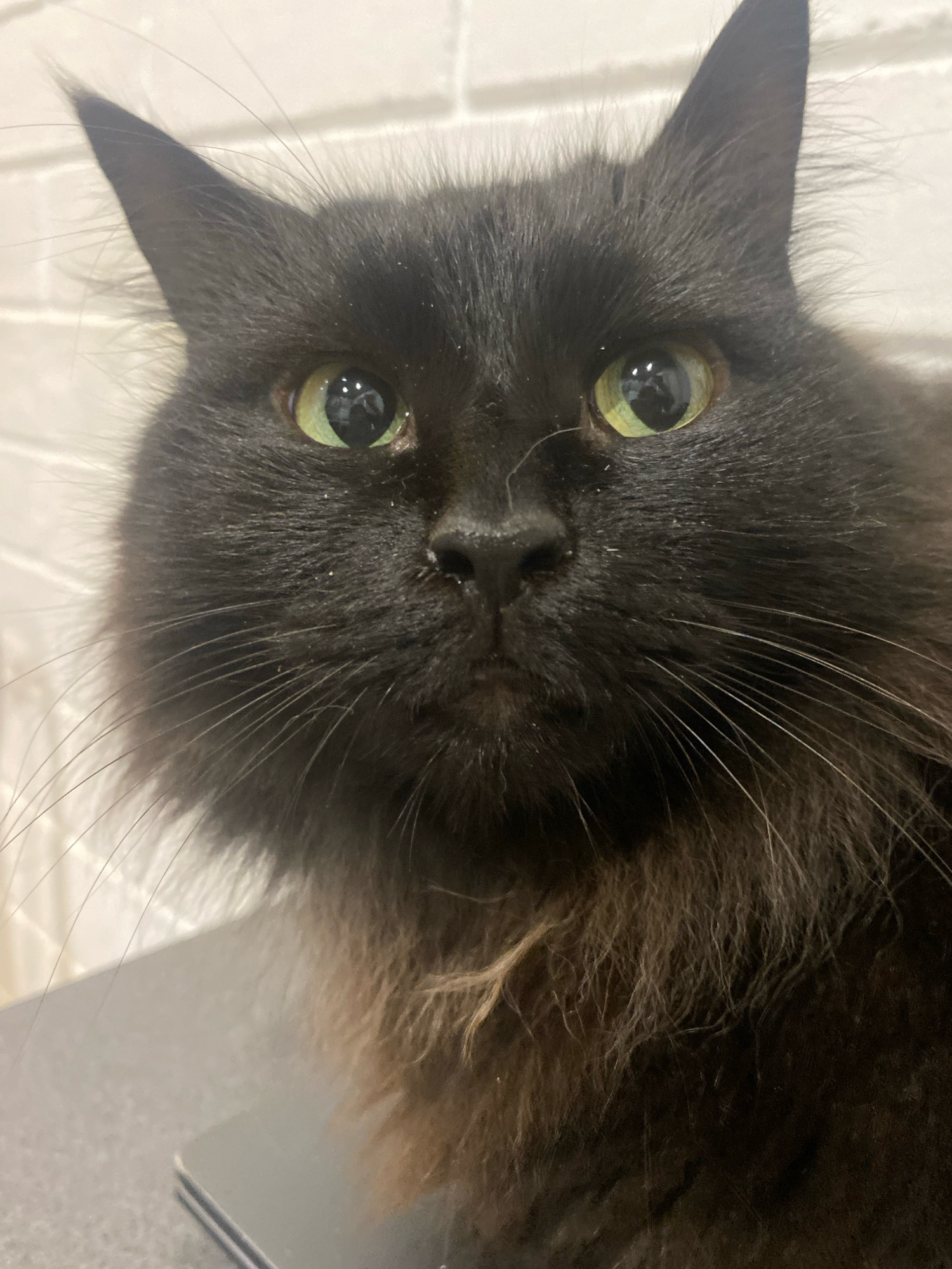 A close-up, eye-level shot captures the face of a long-haired black cat. The cat's green eyes are wide and looking directly at the camera. Its fur is dark and fluffy, with some lighter brown and gray tones visible around its neck and chest. The background is a lightly textured white wall. The cat appears to be indoors, possibly in a domestic setting. There is no information provided about the location in the city of Machulishchy, Belarus.