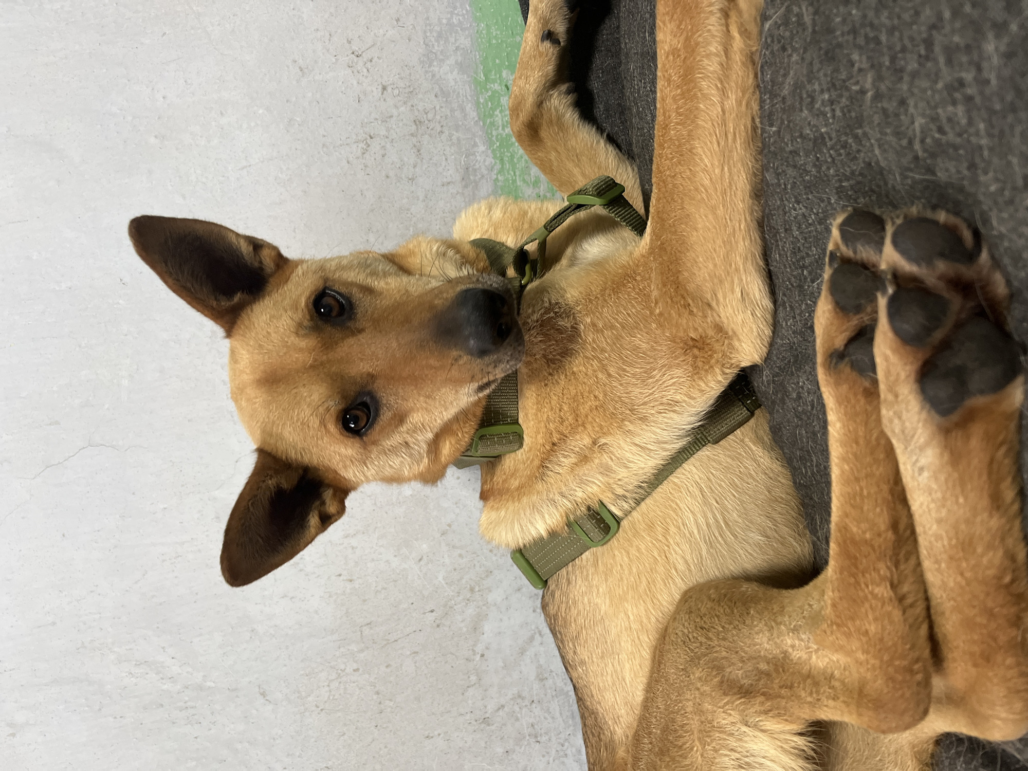 The image features a light brown dog with dark brown markings on its ears and muzzle, wearing a green harness. The dog is lying on its back on a dark gray surface, with its paws extended upwards and towards the camera. Its head is slightly tilted, and it is looking directly at the viewer with dark, expressive eyes. The background is a light gray, textured surface, possibly a wall, with a hint of a green stripe visible on the upper left.
The dog appears to be relaxed and comfortable, with a calm and perhaps curious expression. The lighting is even, suggesting it could be indoors or under diffused natural light. There is no visible text in the image. The overall impression is of a domestic pet in a relaxed pose, possibly resting or waiting for attention. The location context of Nizhny Tagil, Russia, does not provide specific visual cues within the image itself.