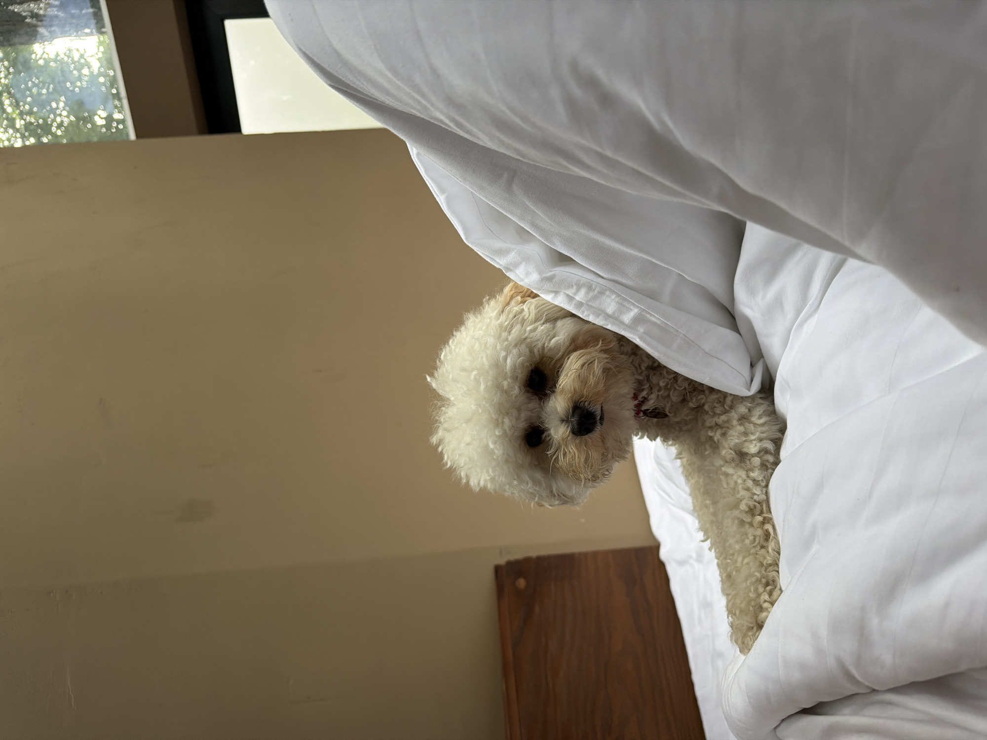 A small, fluffy white dog with light brown markings on its face is lying on a white duvet in a bedroom. The dog is positioned in the lower left quadrant of the image, with its body partially obscured by the duvet. Its head is turned towards the camera, and it appears to be looking directly at the viewer. The background consists of a plain, light brown wall and a wooden headboard. To the right of the dog, a large white duvet is draped over the bed, with some of its folds creating shadows. In the upper right corner of the image, a window with dappled sunlight filtering through leaves is visible, suggesting an outdoor view. The overall scene suggests a relaxed, indoor setting. This image was not taken in Krasnaya Polyana, Russia.