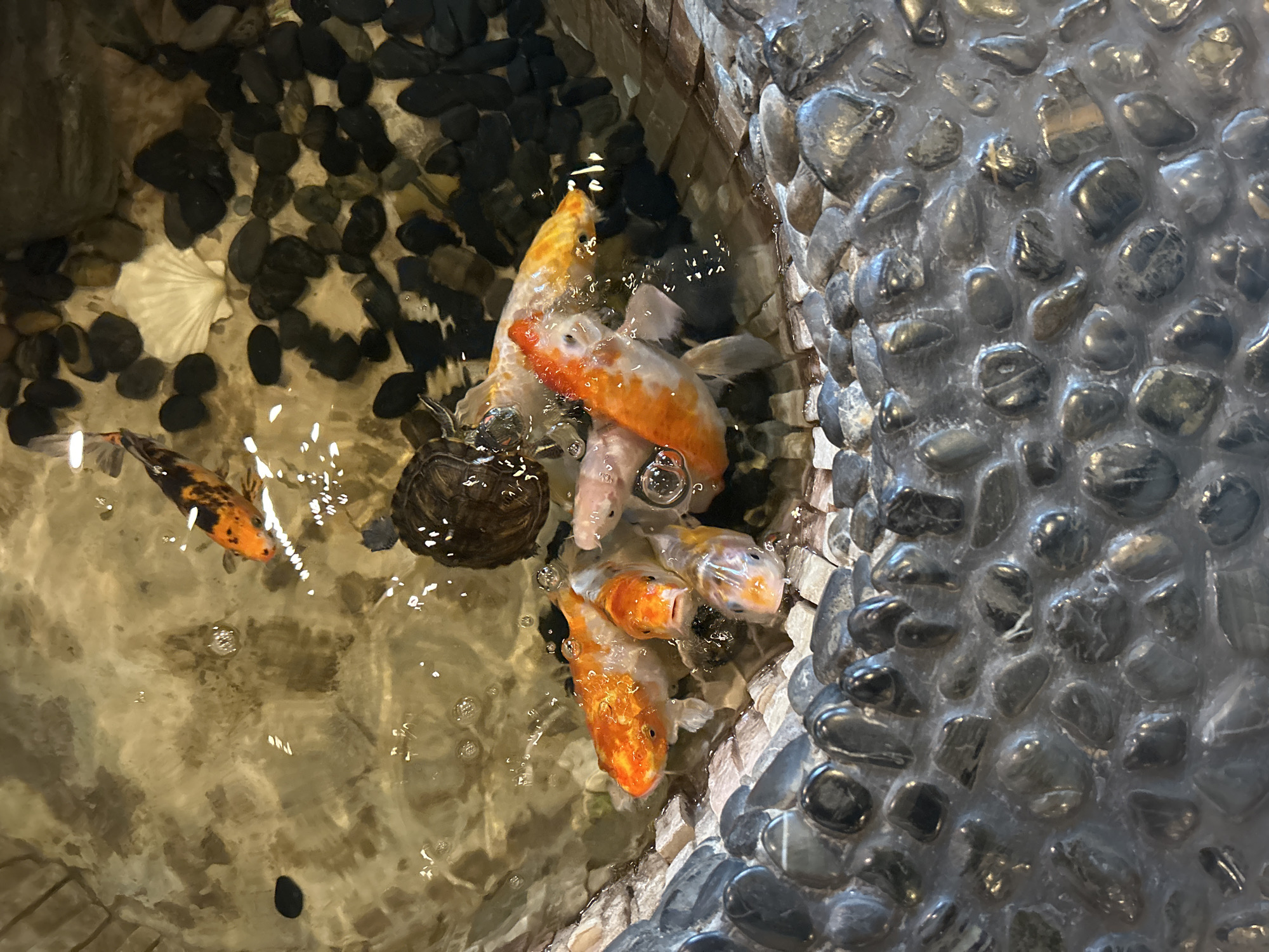 An overhead shot shows a group of koi fish and a turtle in shallow water. The fish are primarily orange and white, with some being more pale. The turtle is dark brown and has a patterned shell. The water is murky and contains a white seashell and several dark stones. The edge of the water feature is lined with smooth, gray stones. The scene is located in the city of Syracuse, United States of America.