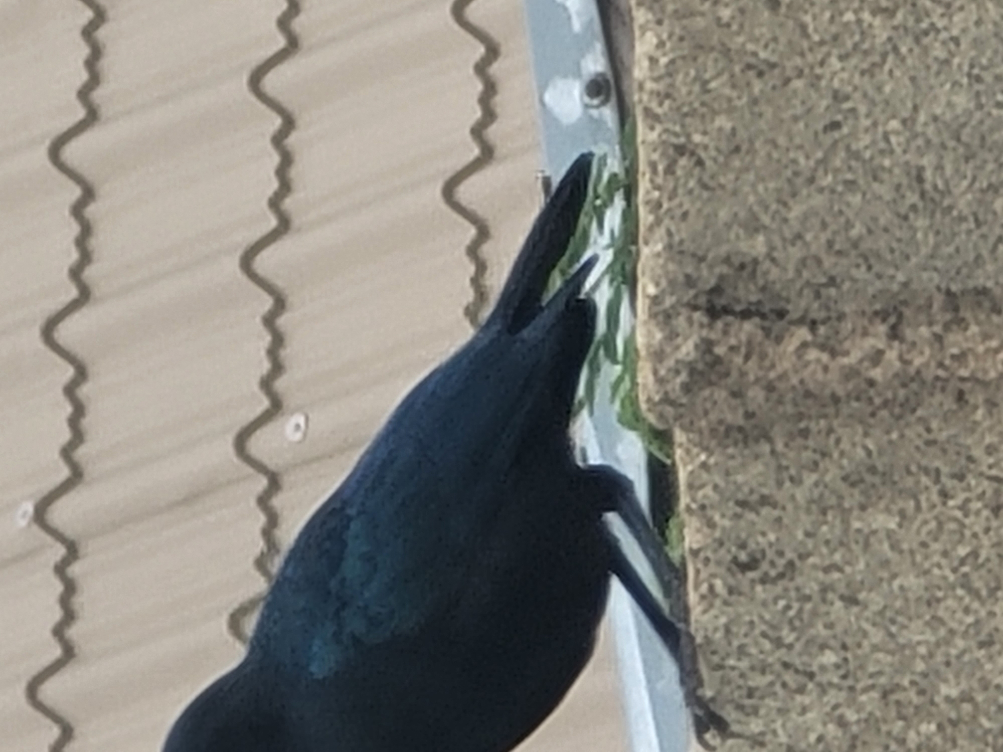A dark-plumaged bird, exhibiting iridescent blue-green highlights on its dorsal feathers, is depicted standing on a rough, granular, light brown concrete or stone ledge. Sparse green vegetation is visible on the ledge directly beneath the bird's feet. Immediately behind the bird's lower body and tail, a grey metallic or painted surface, marked with white paint splatters and containing a visible fastener, is present. The background features a light-colored, possibly beige, corrugated roof with prominent wavy ridges and several small white circular fasteners. The scene is illuminated by natural daylight. This observation is situated in the city of Jos, Nigeria.