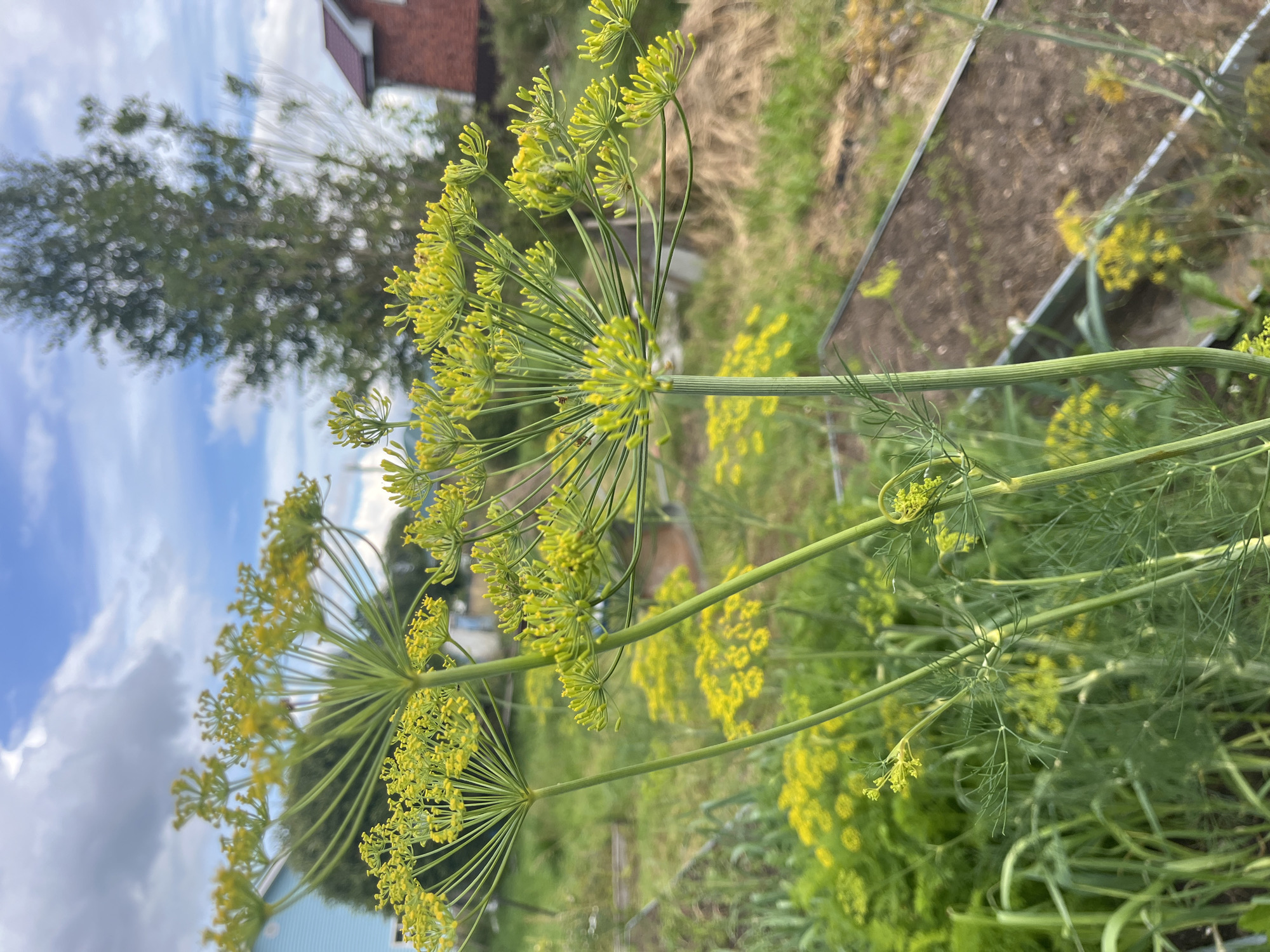In Vladimirovka, Russia, a close-up shot focuses on the delicate yellow flowers of dill plants in a garden setting. The dill umbels, with their intricate, umbrella-like structures, are prominently featured in the foreground, with some in sharp focus and others slightly blurred. Behind the dill, a light blue house is visible, partially obscured by greenery. Further in the background, a tall tree with a textured trunk stands to the right, with a brick house featuring a dark red roof behind it. The ground is a mix of tilled soil in raised garden beds and lush green vegetation. The sky above is a vibrant blue, dotted with white, fluffy clouds. The overall scene captures a tranquil moment in a rural garden on a bright, possibly summer, day.