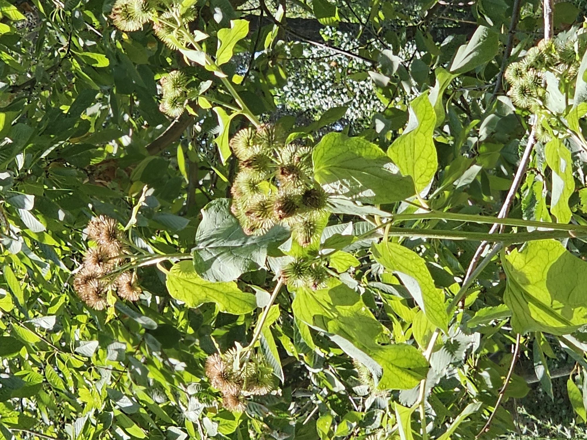 The image shows a close-up view of a plant with prickly seed heads and large green leaves, set against a backdrop of other green foliage, likely in a natural or overgrown urban setting. The plant appears to be a type of burdock, characterized by its spiky burrs. The lighting suggests it is daytime with sunlight filtering through the leaves, creating dappled shadows. The scene is devoid of people or any specific urban structures, focusing solely on the plant and its immediate environment. The location of Ден-Булак 2, Kyrgyzstan is not visually represented in the image itself, as there are no identifiable landmarks or contextual elements to indicate this specific place.