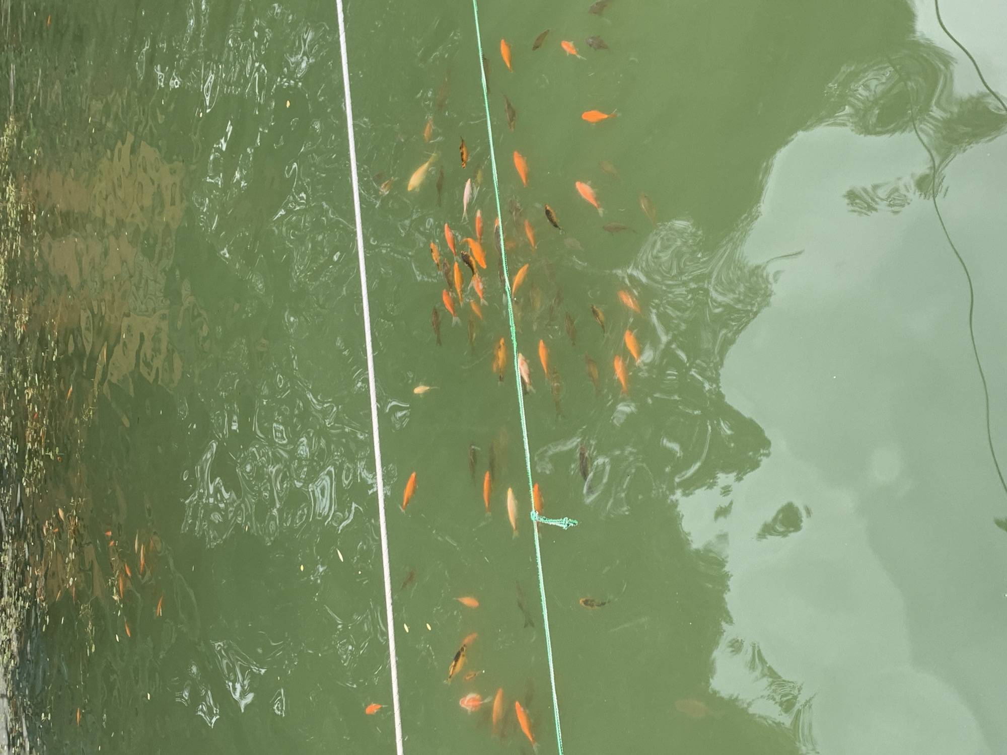 The image shows a school of goldfish swimming in a body of green water. The water has reflections of trees and clouds. There are two white ropes and one green rope stretched across the water. The goldfish are of various sizes and colors, mostly orange and white, with some darker colored fish present. There are also some small green plants floating on the surface of the water. The image appears to have been taken from above, looking down into the water. The specific location in the city of Lviv, Ukraine is not identifiable from the image itself.