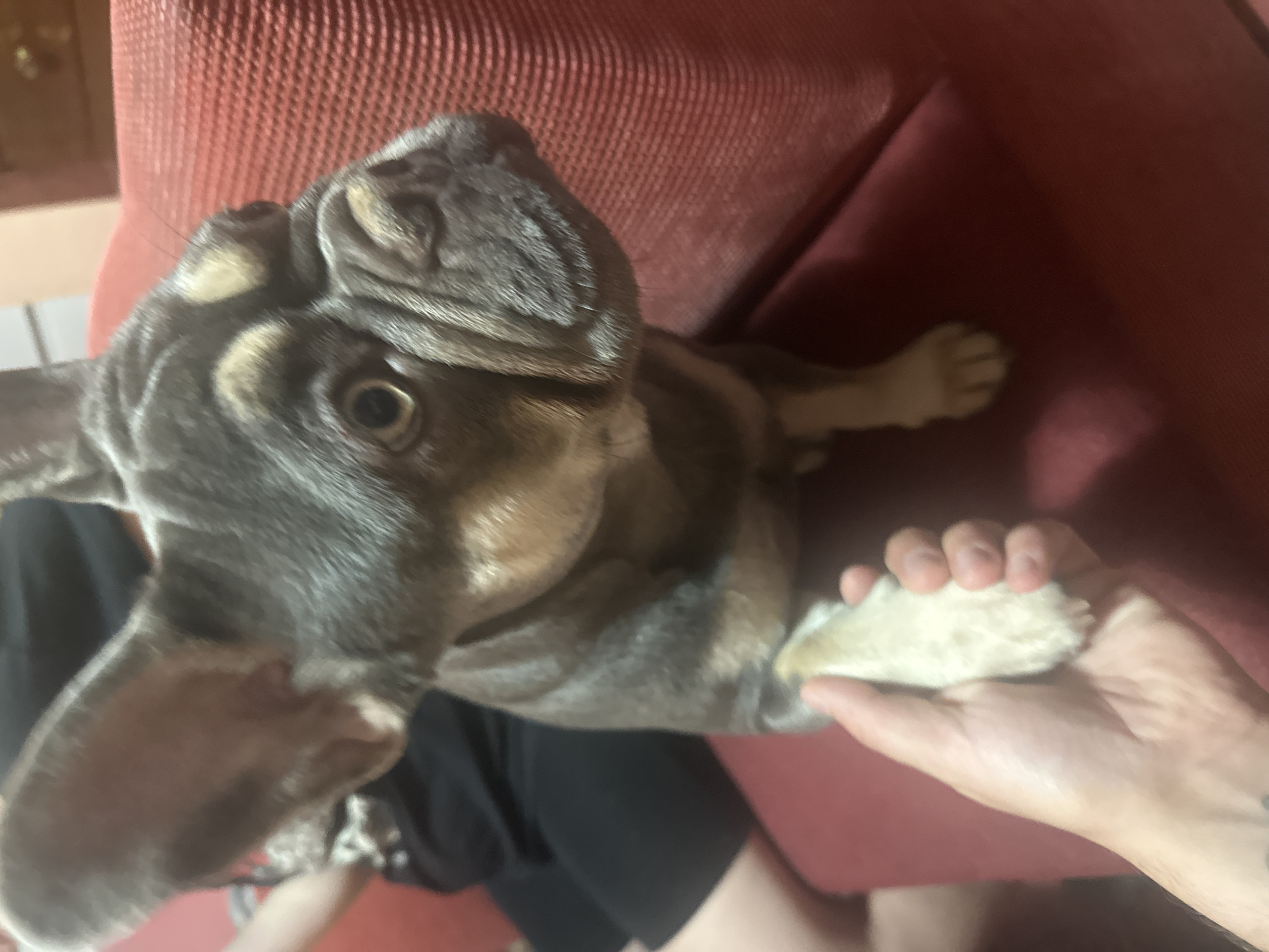 A grey and tan French Bulldog is sitting on a red couch, with a person's hand holding one of its paws. The location is Unknown, Unknown.