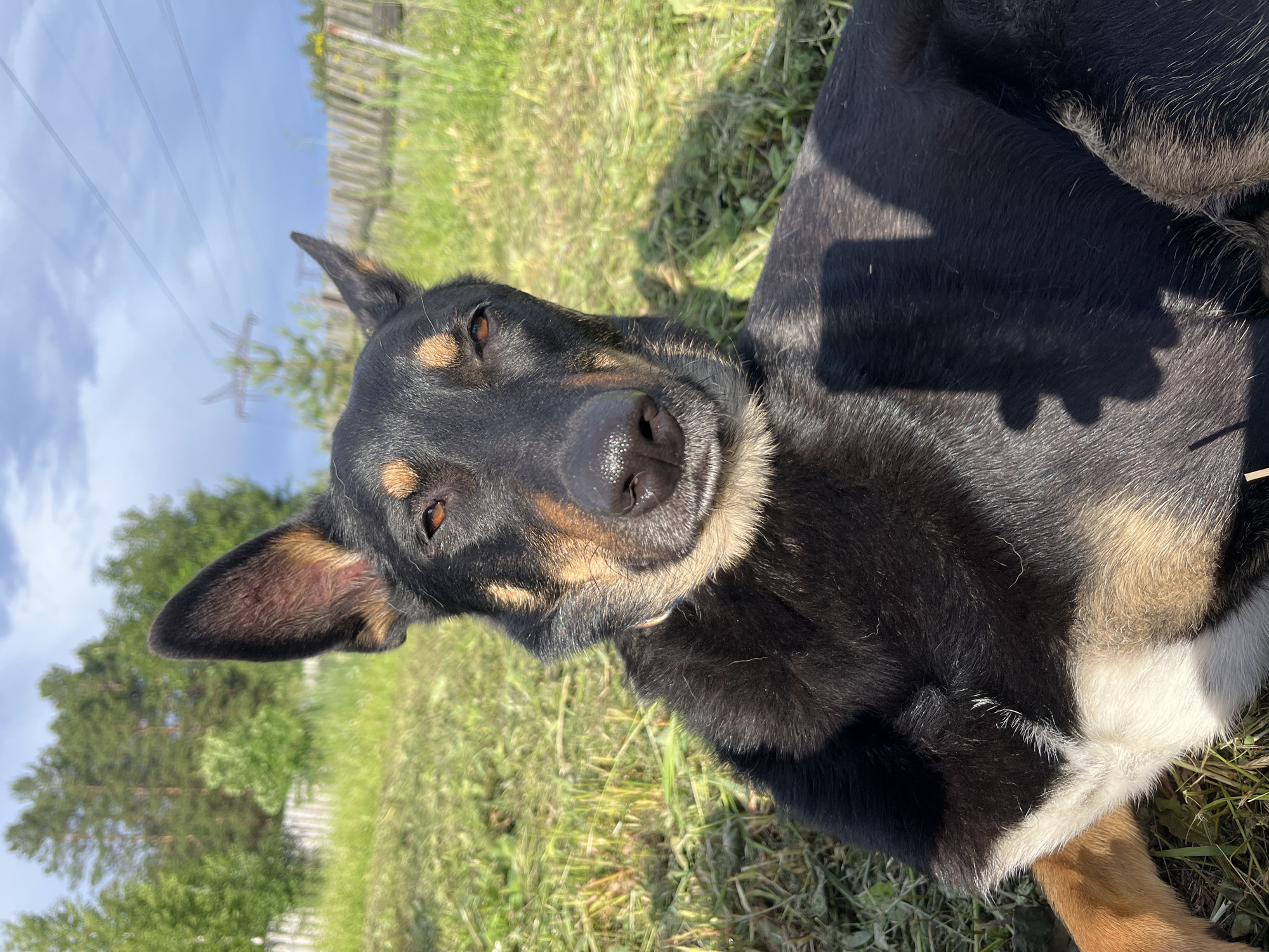 A black and tan dog lies on its side in a grassy area, facing the camera. The dog has alert brown eyes and tan markings above its eyes and on its muzzle. Its ears are erect, with one slightly flopped. The dog's fur is mostly black with tan and white markings on its chest and legs. A shadow of a hand is cast on the dog's back.
The scene appears to be outdoors on a sunny day, with the sky visible in the upper left corner. There are power lines and a wooden fence in the background, suggesting a rural or semi-rural setting. Green grass and some trees are also visible, indicating it is likely springtime or summer.
The dog appears relaxed but aware of its surroundings. There is no text visible in the image. The lighting and shadows suggest the sun is relatively high in the sky, possibly midday. The location context of Nizhny Tagil, Russia, places this scene in a specific geographic and cultural setting.