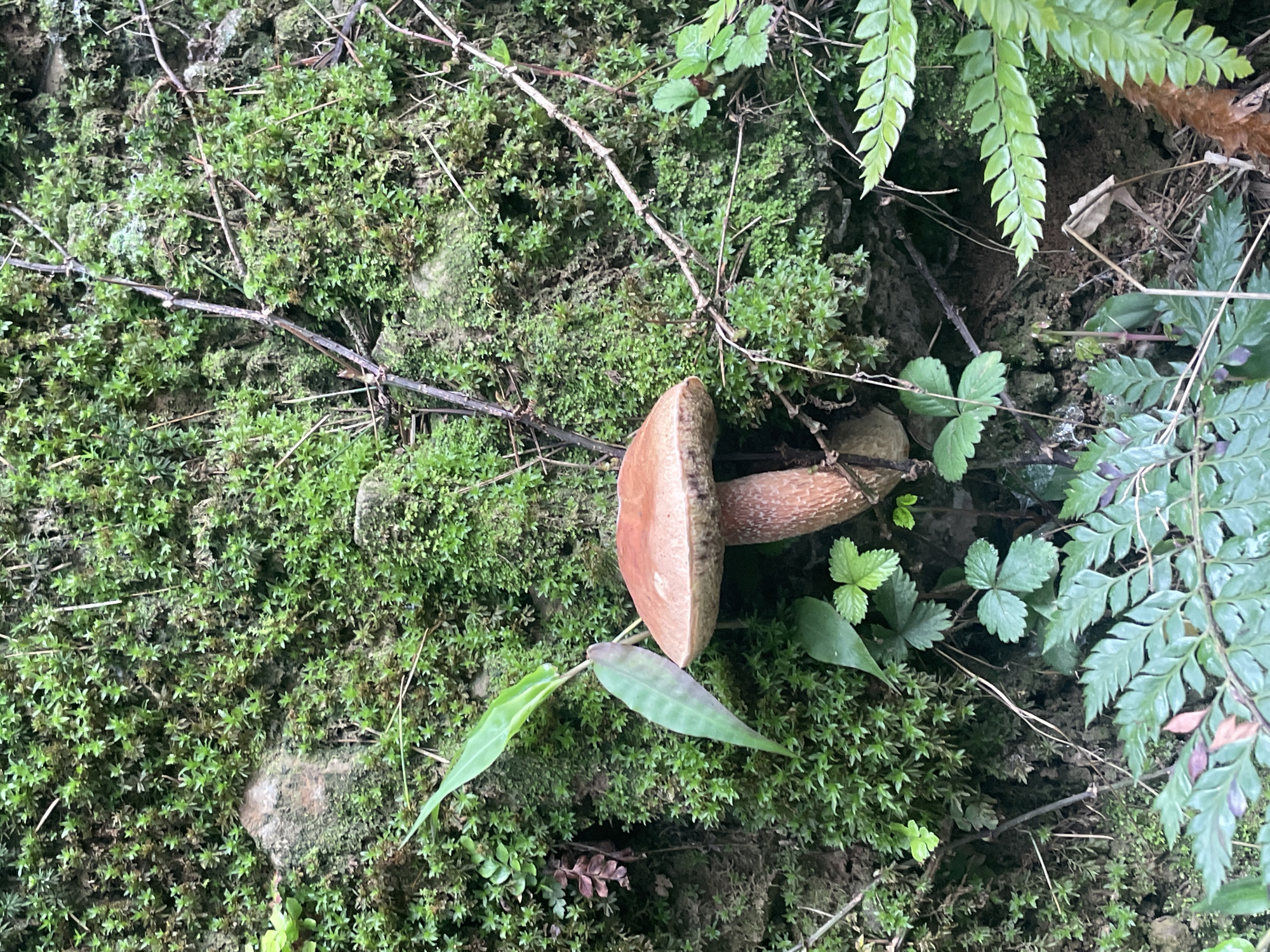 A single, reddish-brown mushroom with a stout stem grows amidst lush green moss on a rocky wall. Several thin, dry branches crisscross the mossy surface. Various green plants, including ferns and smaller leafy plants, surround the mushroom, some growing from the base of the wall and others intertwined with the moss. The scene is captured in a close-up, eye-level shot, focusing on the textures and colors of the natural environment. This scene is located in Dharamkot, India.