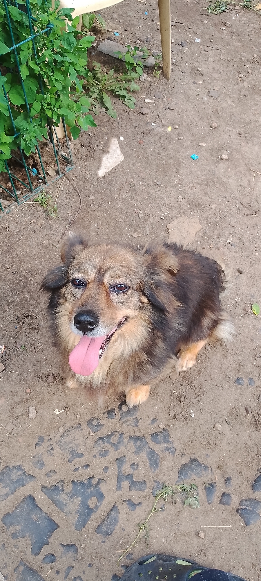 An outdoor, high-angle, medium shot shows a medium-sized, long-haired dog sitting on a dirt path. The dog has brown and black fur, with lighter brown fur on its legs and chest. Its mouth is open, with its pink tongue hanging out, and its tail is wagging. The dog is looking up at the camera. The background is a dirt path with some greenery and a metal fence. The scene appears to be in a park or backyard. The location is the city of Belgorod, Russia.