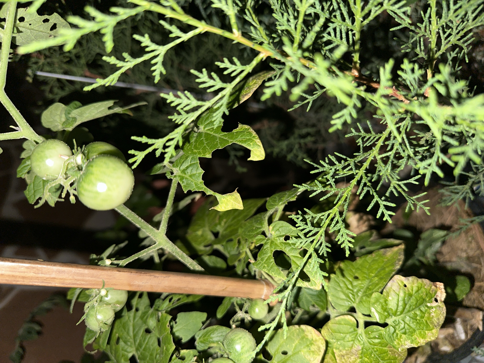 A close-up, high-angle shot shows an unripe tomato plant supported by a bamboo stake. Several green tomatoes are visible, some with striped patterns. The plant's leaves are green, with some showing signs of damage or discoloration. A conifer branch with small, scale-like leaves is in the foreground and extends into the right side of the frame. The background is dark and out of focus. The scene appears to be outdoors, possibly in a garden or balcony setting. There are no people or animals visible in the image. The image does not provide any specific details about the city of Sochi, Russia, or any context that would suggest its location there.