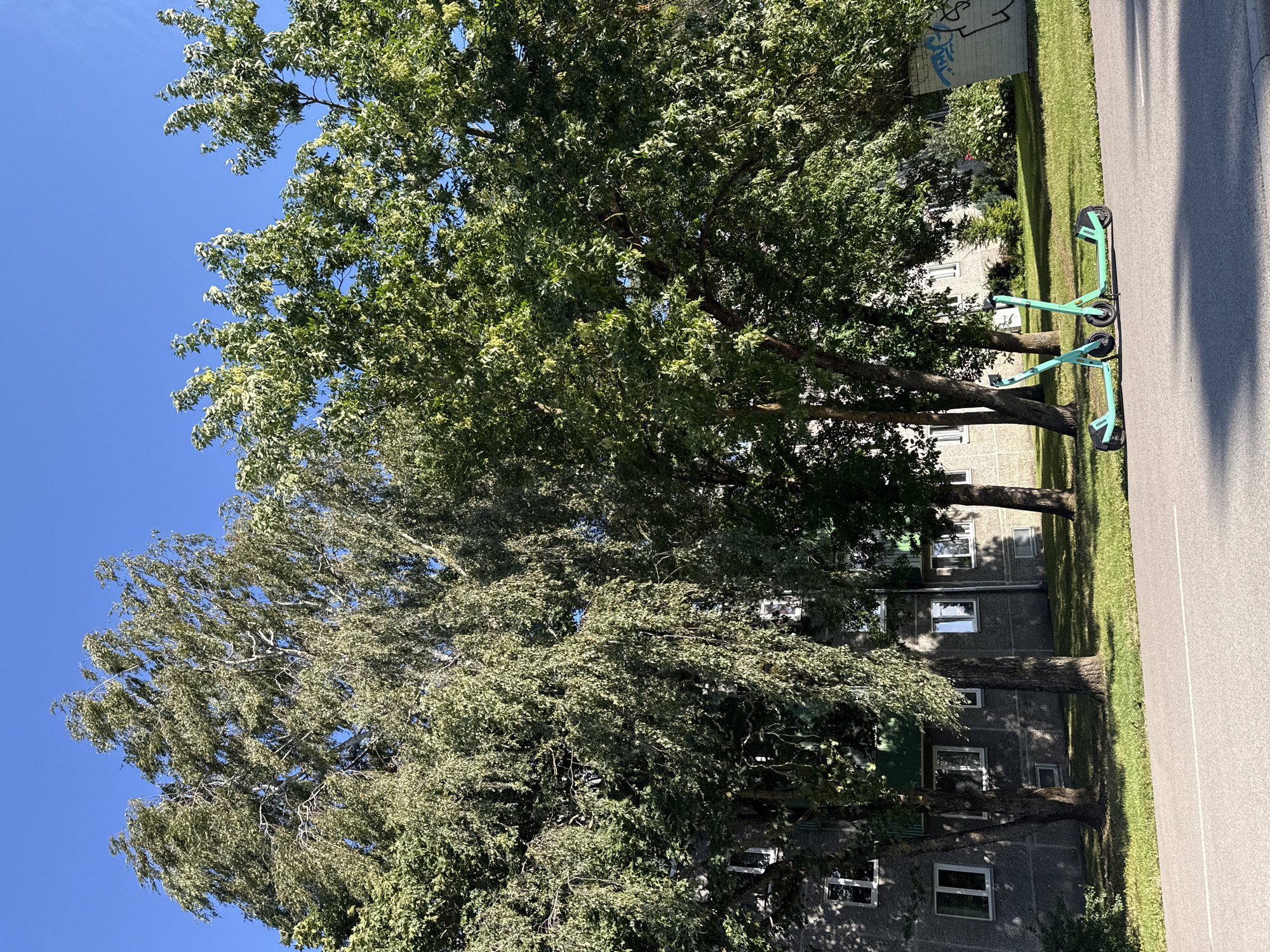Two teal-colored electric scooters are parked on an asphalt surface next to a grassy area. Behind the scooters, a multi-story building with a grey facade and white-framed windows is visible. The building is partially obscured by several trees with lush green foliage. A bright blue sky is visible above the trees. The scene appears to be in an urban environment.
