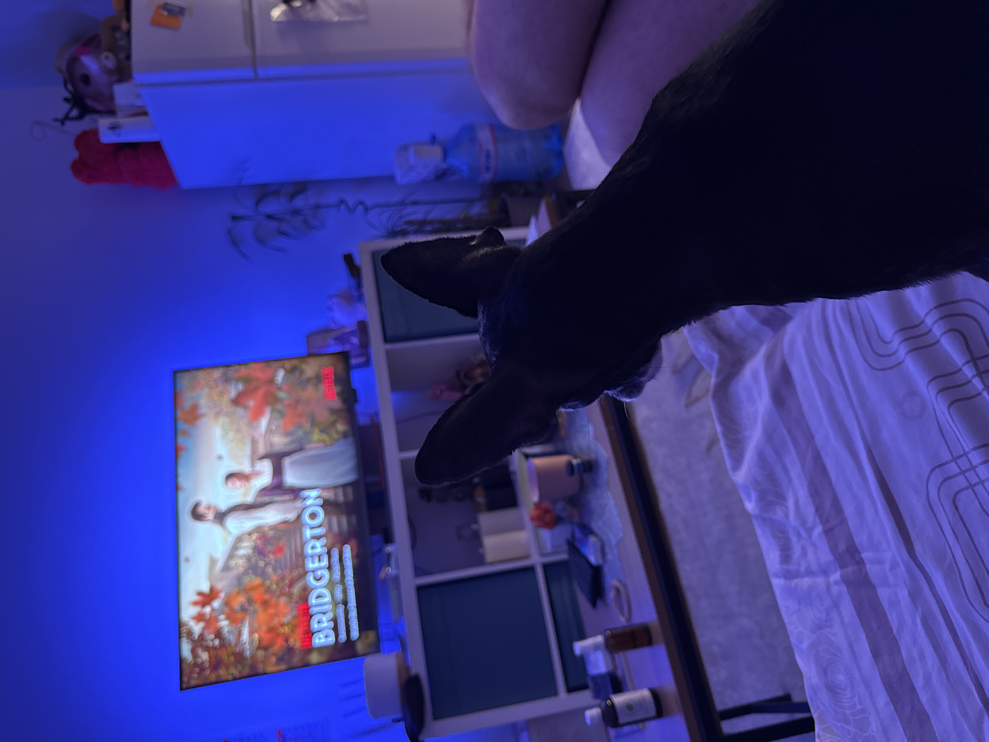 A black dog with pointed ears is sitting on a striped blanket, facing away from the camera. The dog is looking at a television screen that is displaying the Netflix show "Bridgerton." The television is mounted on a white shelving unit. The room is lit with blue ambient lighting, casting a blue hue over the scene. On a table in front of the shelving unit are several bottles and a vase of flowers. A pink couch is visible to the right of the frame, and a white refrigerator is in the background on the right. There are no people visible in the image. The scene appears to be a living room or common area. The location is not specified as Plovdiv, Bulgaria.