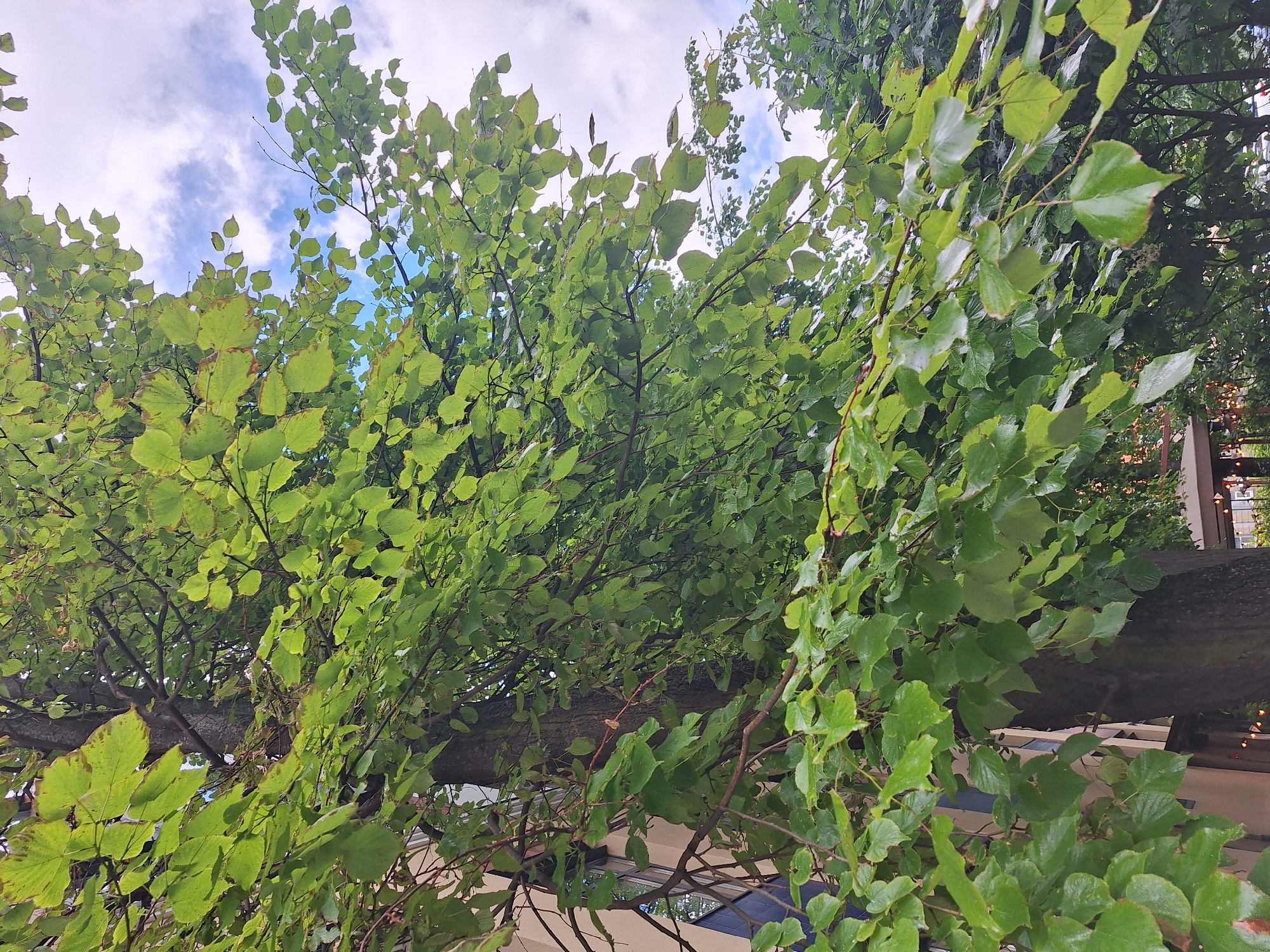 This media file shows a close-up, low-angle view of a tree with lush green leaves against a partially cloudy sky. The leaves are a vibrant green, with some showing slight browning or yellowing at the edges, suggesting a transition in season. The branches of the tree are dark and gnarled.
In the background, through the foliage, hints of a building with windows and architectural details can be seen. There are also some lights visible, potentially from streetlamps or the building itself, indicating it might be late afternoon or early evening. The sky is a mix of blue and white clouds, suggesting fair weather.
The perspective creates a sense of looking up into the canopy of the tree, emphasizing its fullness and the intricate network of branches and leaves. The image evokes a natural, tranquil atmosphere. There is no visible text in the image. The location context of Saint Petersburg, Russia, aligns with the presence of trees and urban architecture.