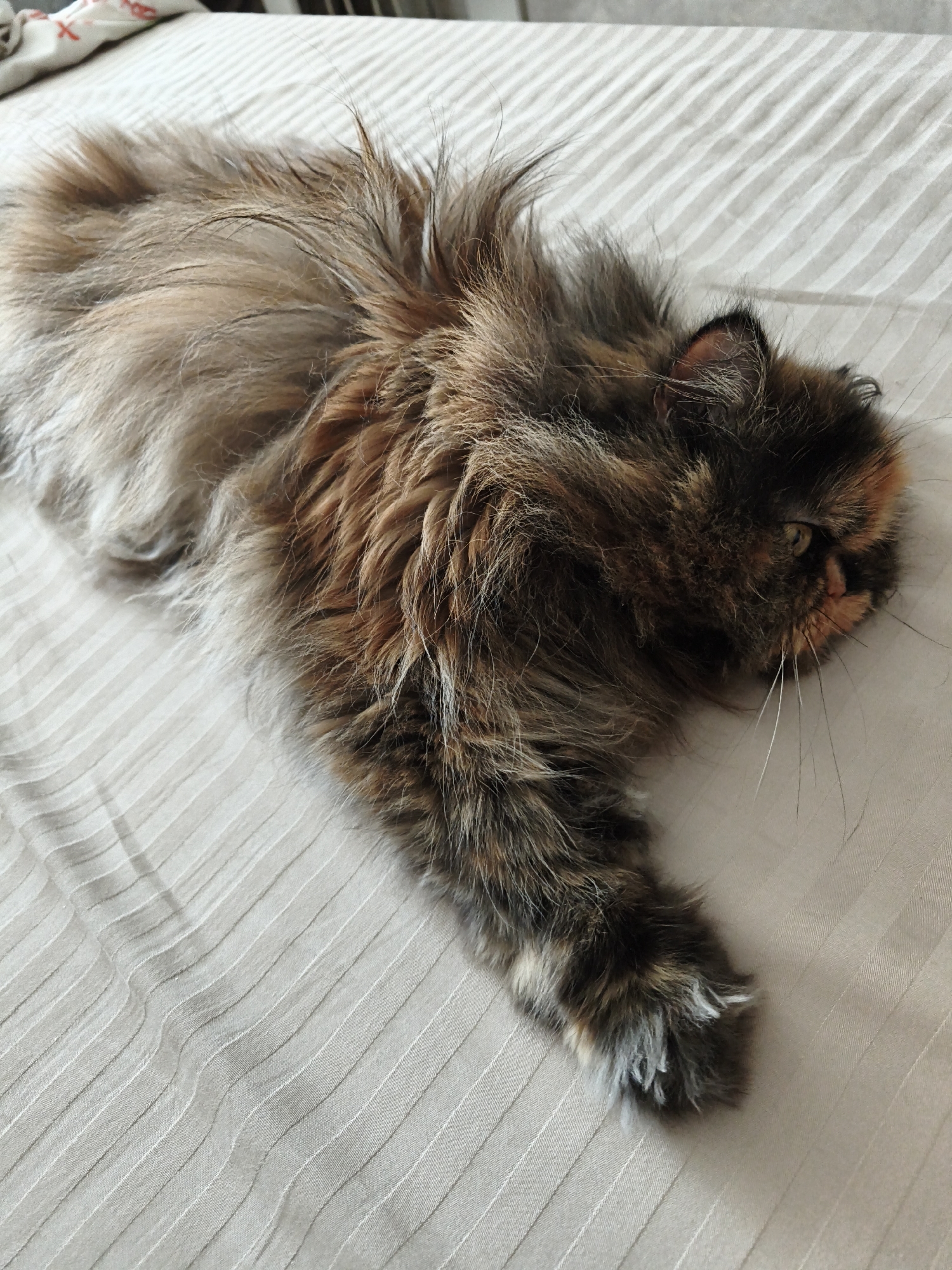 A tortiseshell cat is lying on a light-colored, textured surface. The cat is mostly in the center of the frame, with its head facing right. Its fur is long and fluffy, with patches of brown, black, and orange. The cat's eyes are partially closed. The background is a light-colored bedspread with vertical lines. No other objects or people are visible in the image. The location is Unknown, Unknown.