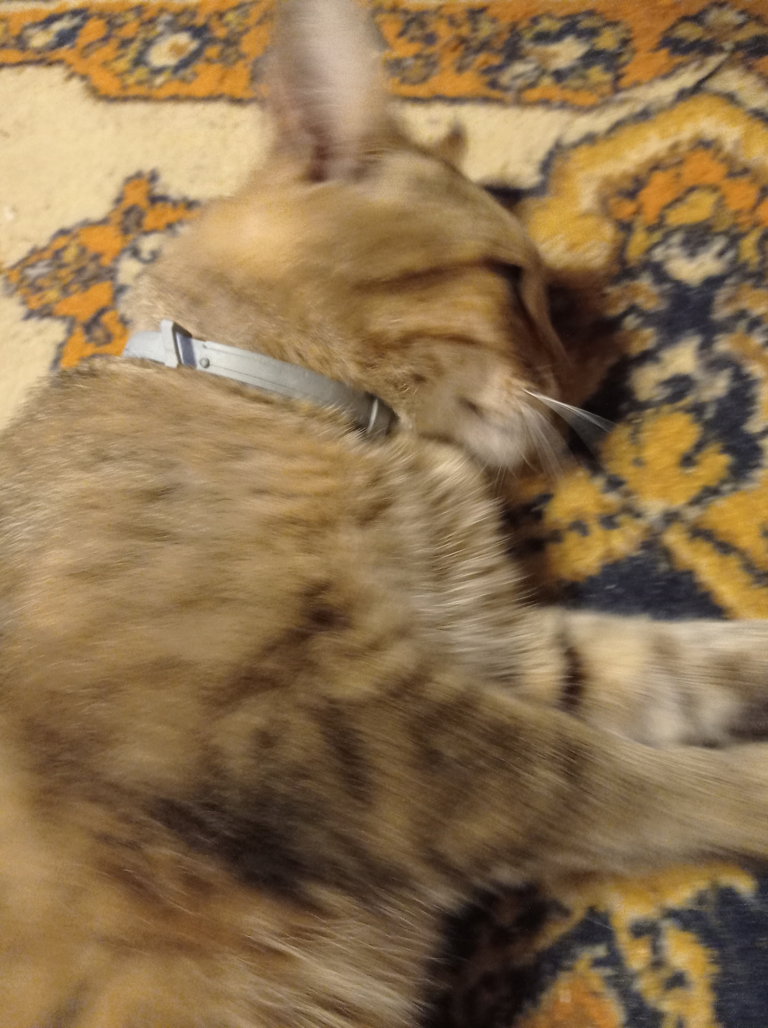 The image shows a close-up, blurry view of a tabby cat sleeping on a patterned rug. The cat is wearing a light-colored collar. The rug has a design with orange and dark blue elements. The background is out of focus, with the rug occupying the majority of the frame. There is no identifiable information in the image to determine the location within Degtyarsk, Russia, or any specific details about the cat or its surroundings beyond what is visually present.