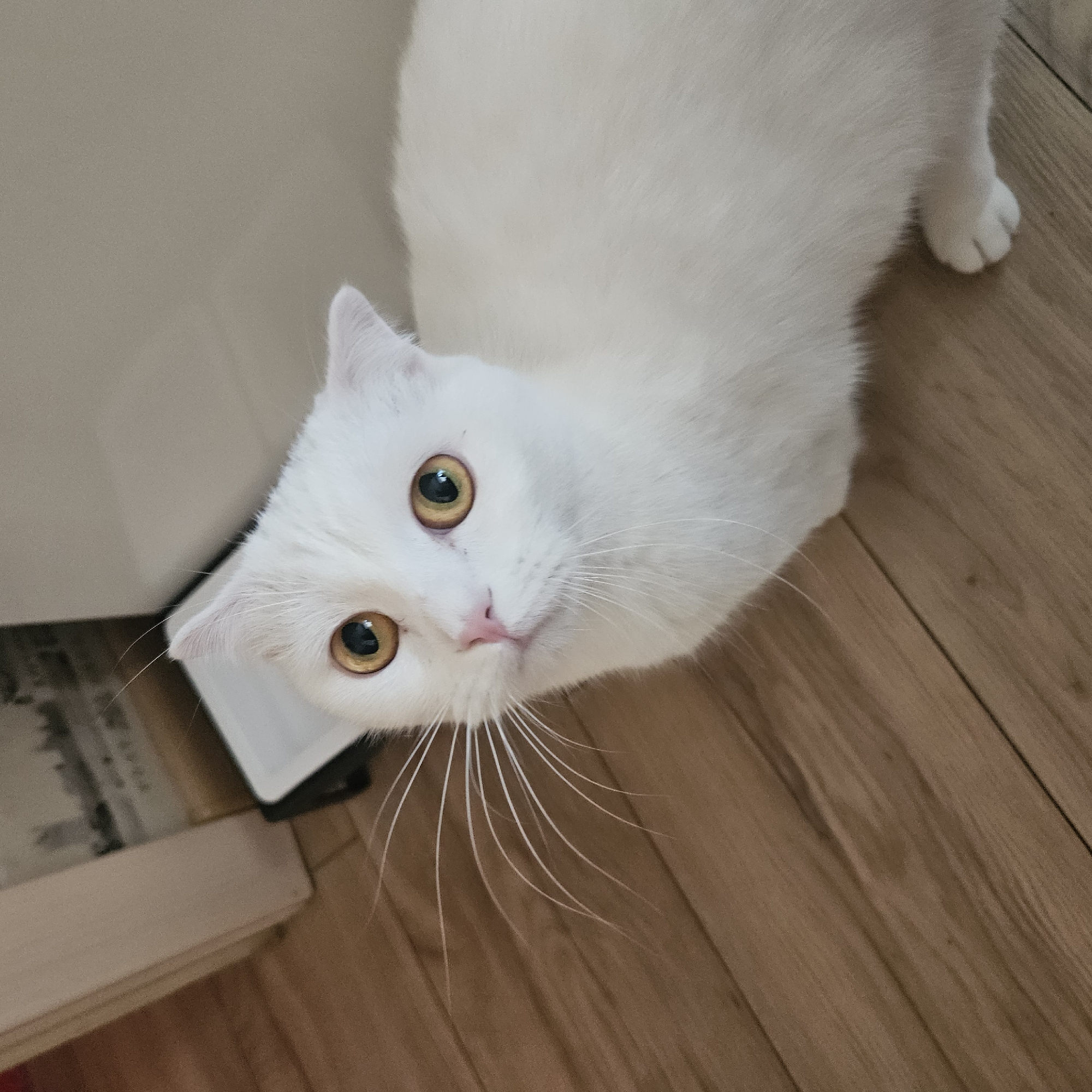 The image shows a close-up, high-angle shot of a white cat with bright yellow eyes. The cat is looking upwards, with its whiskers spread wide. The cat's fur is fluffy and white, and its nose is a soft pink. The background consists of a wooden floor with visible grain and a portion of a light-colored wall or furniture. There is no indication of the city of Chelyabinsk, Russia, or any specific location within a city.