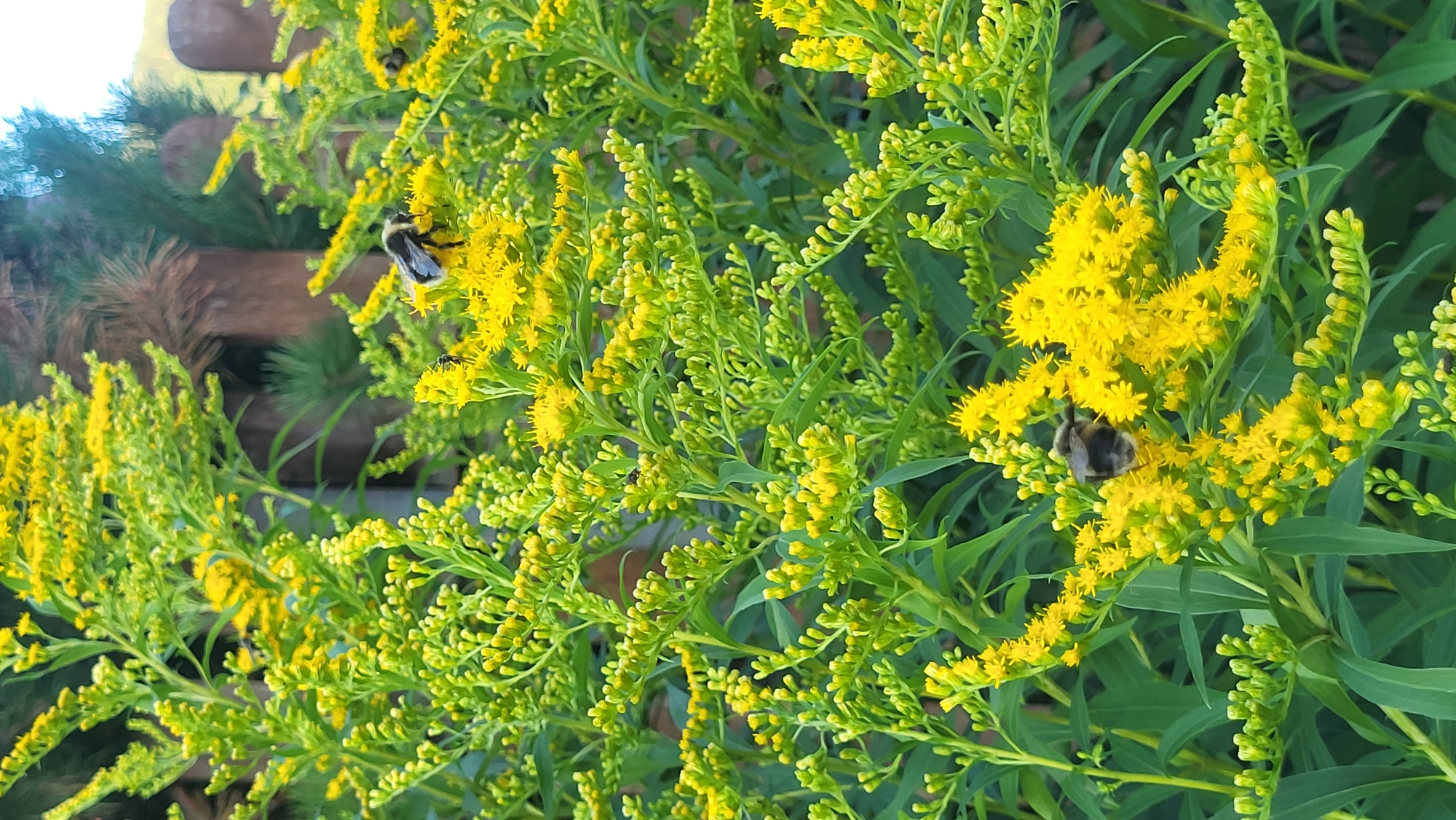 This is a close-up, vertical shot of goldenrod flowers in bloom with several bees present. The flowers are a vibrant yellow and are clustered on tall, green stalks. The background is blurred, showing hints of a wooden fence and green foliage. Three bees are visible: one larger bumblebee is prominently featured on a cluster of yellow flowers in the lower center of the image, another bee, possibly a bumblebee, is in the upper right quadrant of the image, and a third, smaller bee is on a flower in the upper left quadrant. The overall impression is of a sunny day in a garden or natural setting.
