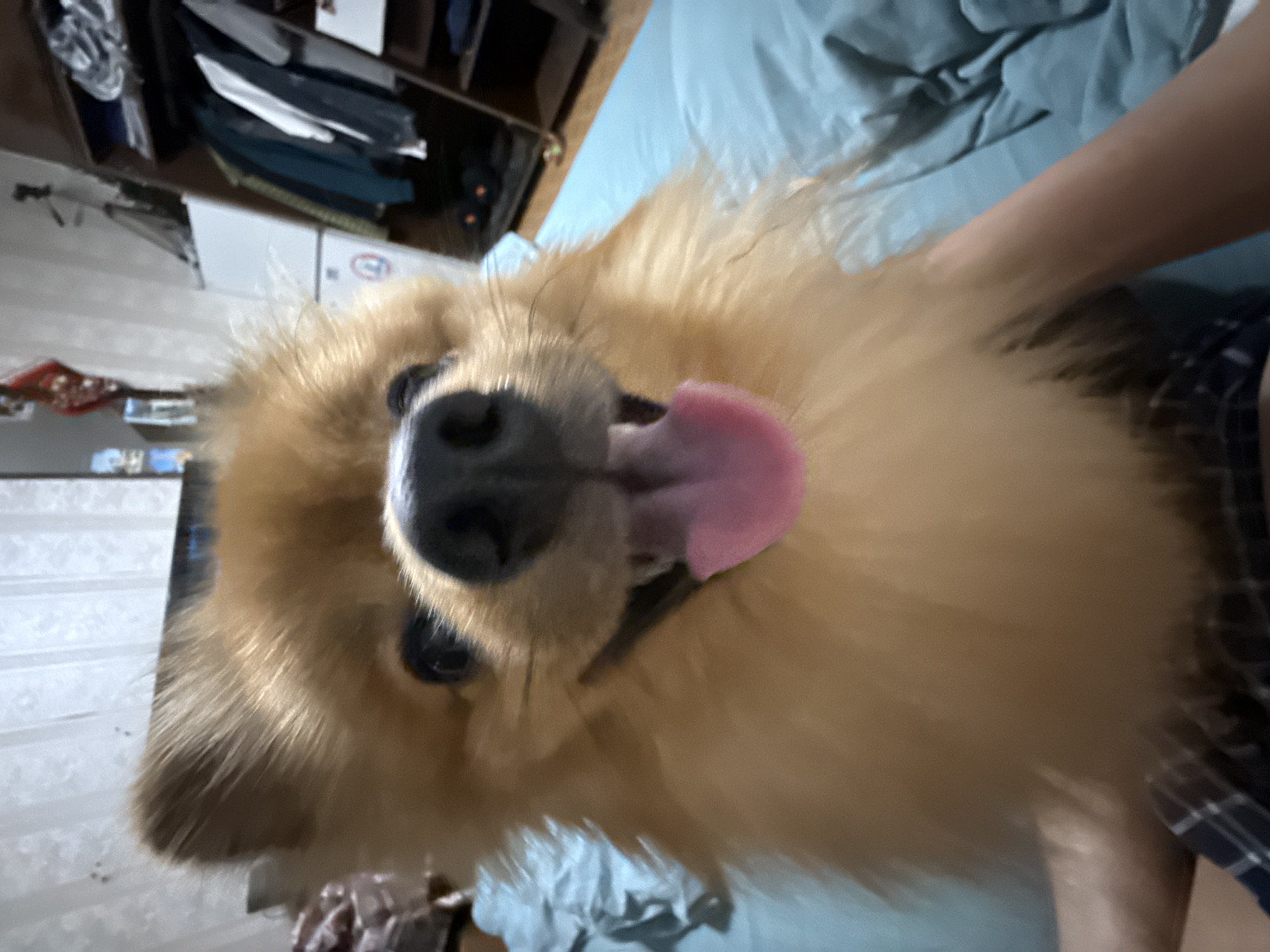 The image is a close-up, low-angle shot of a light brown Pomeranian dog. The dog's head is tilted, and its mouth is open with its pink tongue sticking out. The dog has dark eyes and a black nose. The background is blurred, but it appears to be an indoor setting, possibly a bedroom or living area, with a blue blanket or bedspread visible. Part of a person's arm and torso, wearing a plaid shirt, is also visible on the right side of the frame, suggesting they are interacting with the dog. The overall lighting suggests it could be daytime, but the indoor setting and lack of clear external cues make it difficult to determine the exact time or weather. There is no visible text in the image. The scene conveys a playful and affectionate mood.