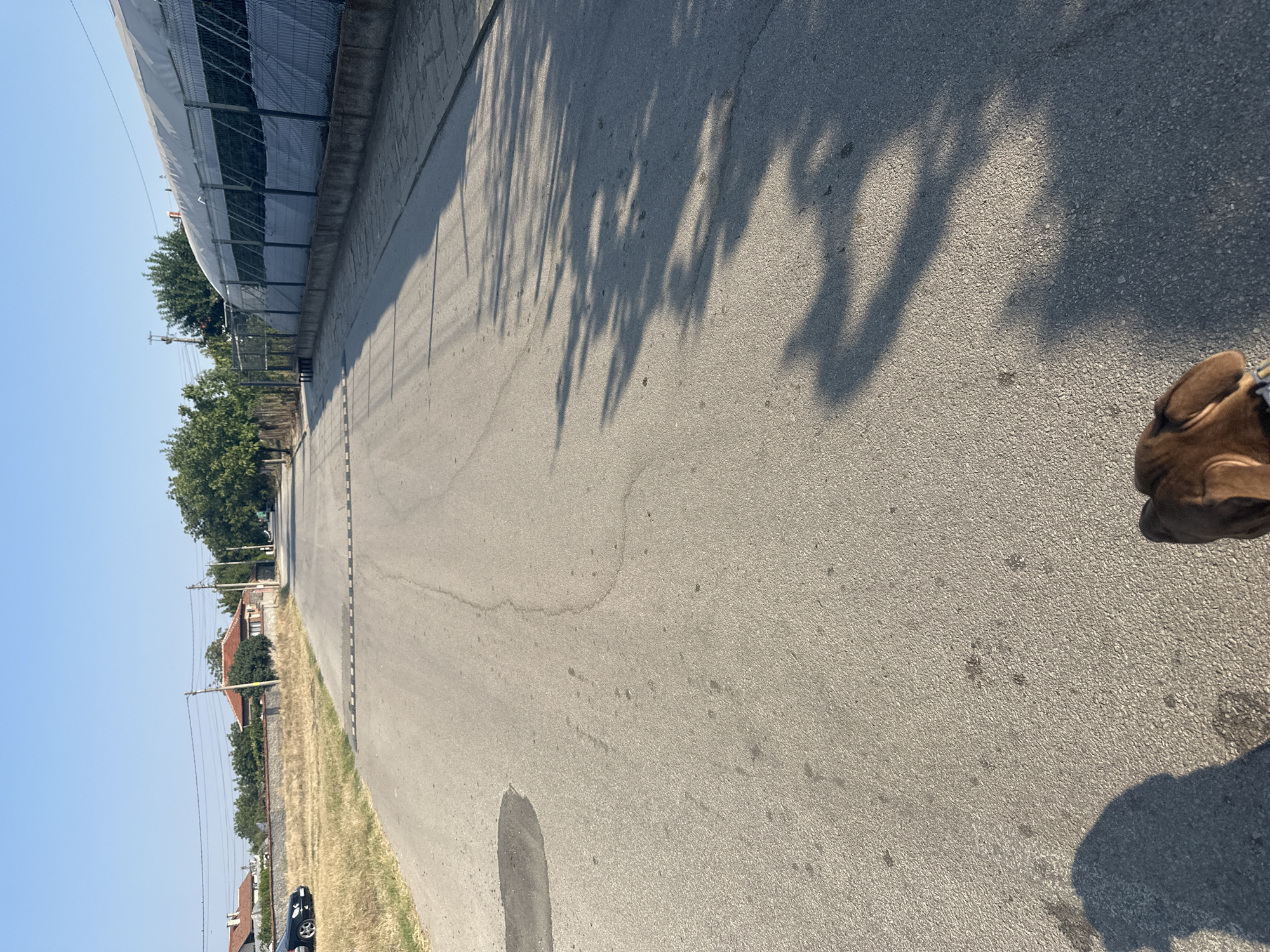 The image depicts a paved road in the town of Malevo, Bulgaria, under a clear blue sky. A speed bump is visible across the road. To the left of the road, there is dry grass and a stone wall in front of houses with red tile roofs. Further down the road on the left, a dark-colored car is parked. To the right of the road, there is a large, modern greenhouse structure with a white, translucent roof, surrounded by a fence. Trees line the area between the road and the greenhouse, and also further in the distance. The road is casting shadows from trees. In the foreground, a person's legs and feet are visible, as well as the back of a dog with brown fur, suggesting a walk. The overall scene appears to be a quiet, rural or semi-rural setting during the day.