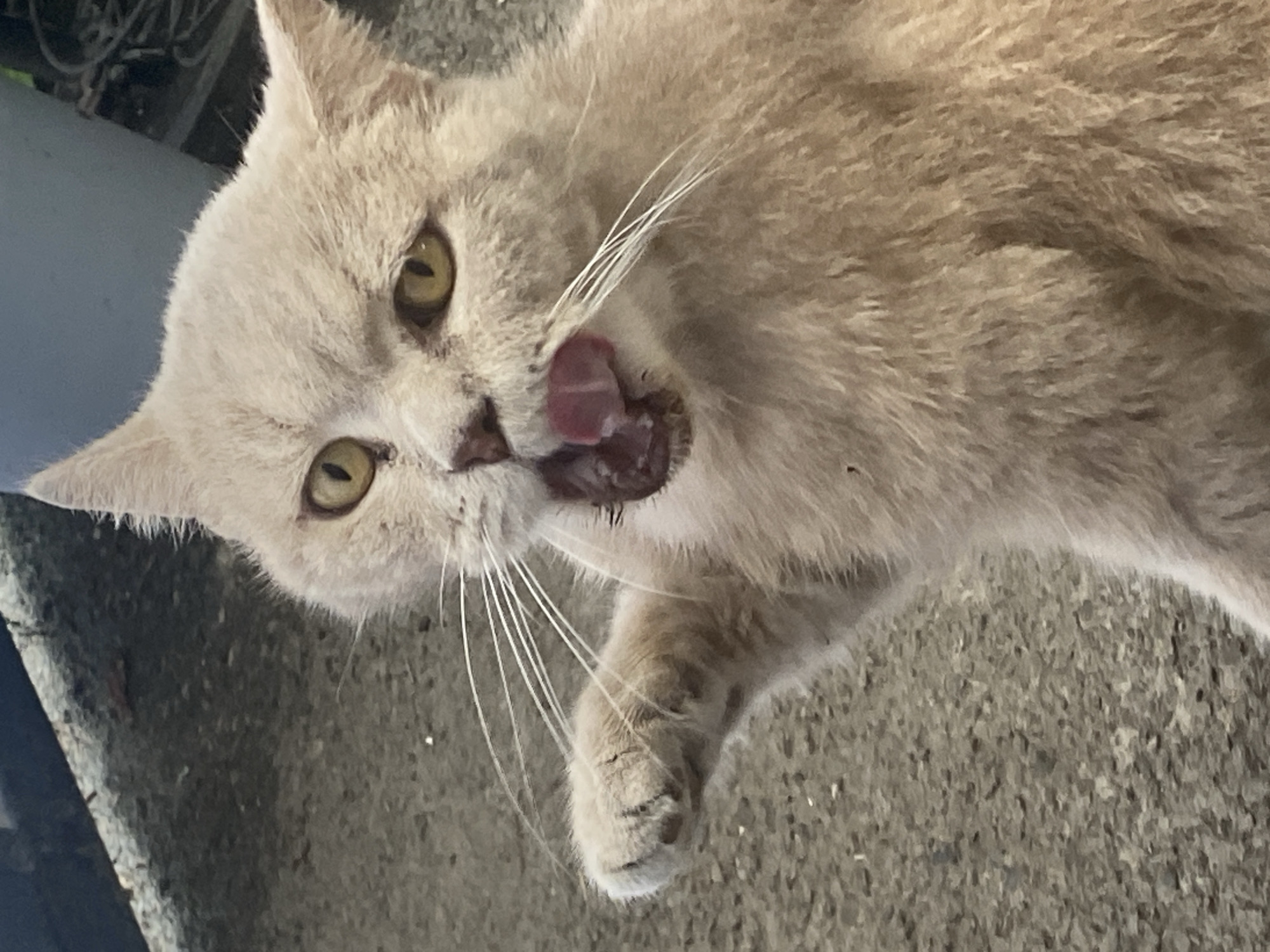 The image shows a close-up of a fluffy, light-colored cat with yellow eyes. The cat's mouth is open, and its pink tongue is visible, suggesting it might be panting, yawning, or licking its lips. One of its front paws is raised and extended slightly forward. The background appears to be an outdoor, rough-textured surface, possibly asphalt or concrete. There are no discernible landmarks or elements that would specifically place this image in Maykop, Russia.