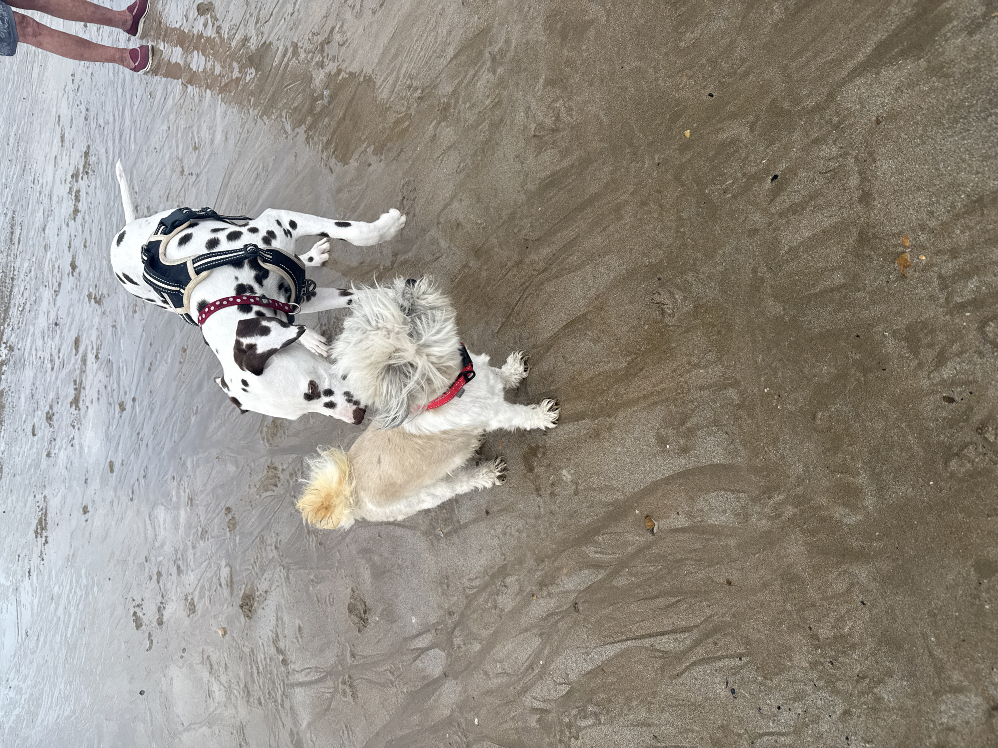 This media file shows a top-down view of two dogs playing on a wet, sandy beach. One dog is a Dalmatian, wearing a black harness with white trim and a red collar with white spots. It is lying down with its head tilted. The second dog is smaller and has shaggy, light brown and white fur, also wearing a red collar. It is positioned next to the Dalmatian, appearing to interact with it. In the background, the legs of a person are visible, wearing dark shorts and burgundy shoes, suggesting they are observing the dogs. The sand is wet and shows patterns from receding water or footprints. The lighting suggests it could be daytime, and the wet sand indicates recent rain or proximity to the sea. The scene appears relaxed and playful, with the dogs seemingly enjoying themselves. There is no visible text in the image. The location is identified as St Leonards, United Kingdom.