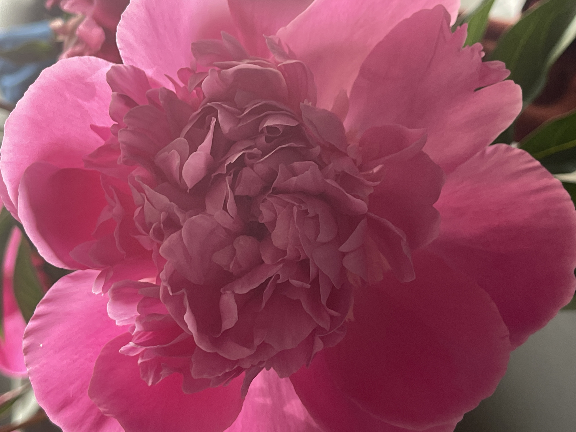 A close-up, overhead shot focuses on the intricate, layered petals of a bright pink peony. The flower dominates the frame, with its center a dense swirl of ruffled petals in varying shades of pink, transitioning to softer, more translucent outer petals. The lighting highlights the delicate texture and luminous quality of the petals, creating a soft glow and casting subtle shadows that emphasize the flower's depth and volume. The background is blurred and out of focus, suggesting an indoor setting with hints of green foliage and possibly other floral elements. There are no people or discernible environmental features beyond the flower itself.