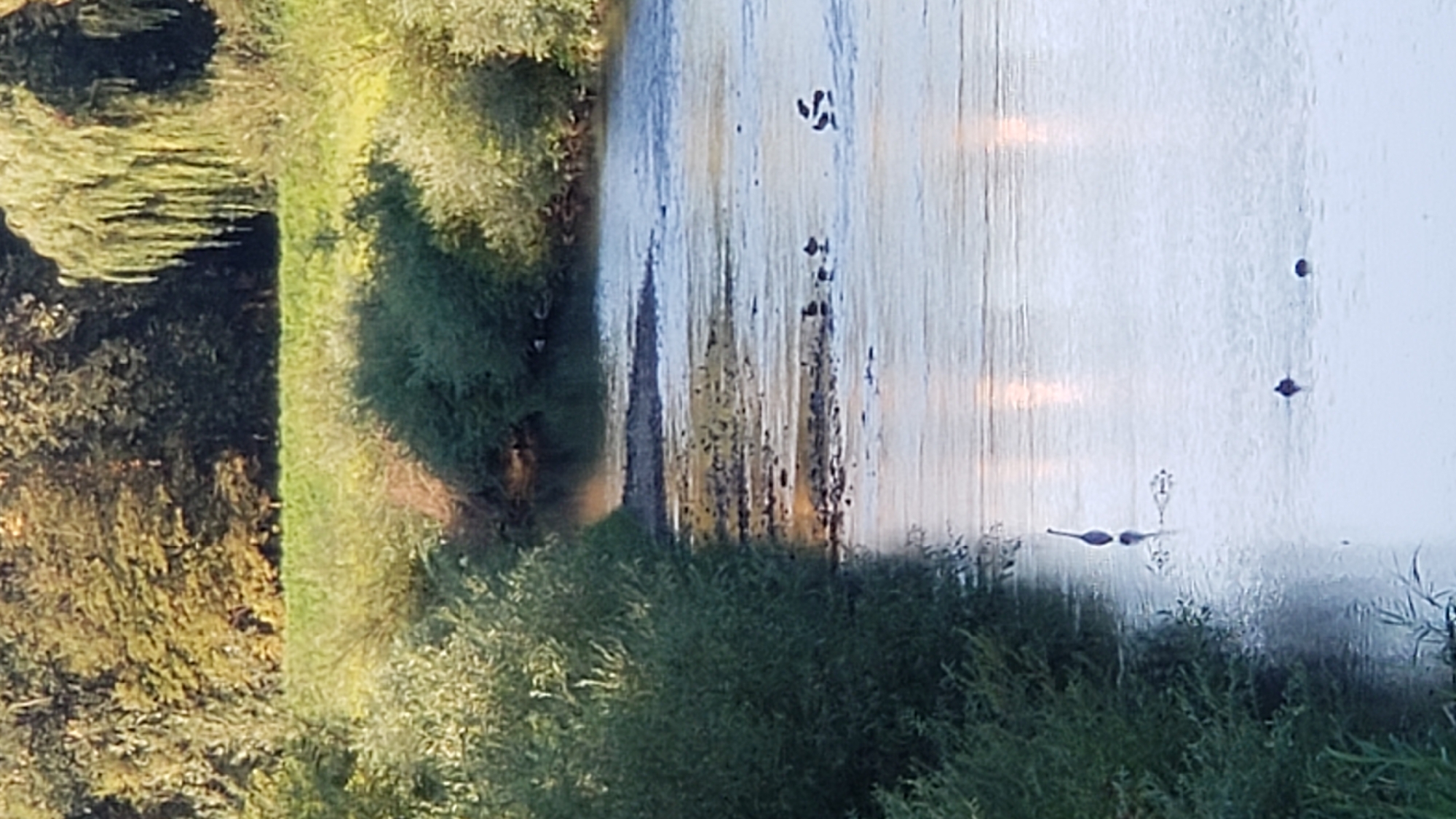 The image depicts a serene river scene, likely within or near the city of Prešov, Slovakia, given the context provided. Lush green foliage lines the left bank, with a variety of trees and bushes creating a dense natural barrier. The river itself appears calm and shallow in places, revealing submerged rocks and a muddy, pebbled bed.
In the water, several birds are visible. Towards the middle of the frame, a solitary heron stands tall on its long legs, its reflection mirrored in the still water. Further to the right, a small flock of ducks or similar waterfowl are scattered across the river. Some are actively swimming, while others appear to be resting or dabbling in the water. The background features a gentle slope covered in grass and a dense line of trees, some with autumnal hues, indicating a possible late summer or early autumn setting. The overall impression is one of natural tranquility and wildlife inhabiting a riverine environment.