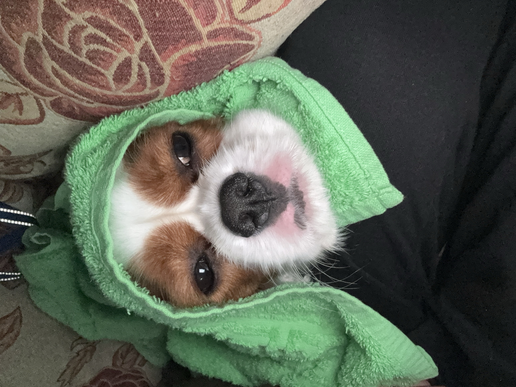 A Cavalier King Charles Spaniel is partially covered by a green towel, with its head peeking out. The dog has brown and white fur and is looking towards the camera with its eyes partially closed. The background consists of a patterned couch and dark fabric.