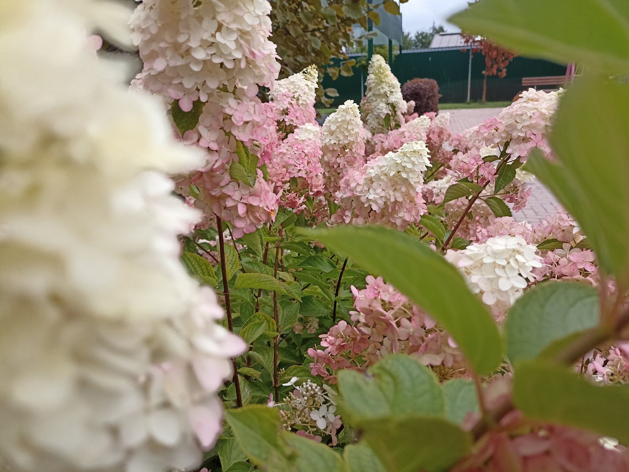 A close-up shot captures a cluster of hydrangeas in various stages of bloom and color. The flowers are predominantly white and light pink, with some appearing to be transitioning to a deeper pink or reddish hue. The blossoms are densely packed in cone-shaped panicles, characteristic of Panicle Hydrangeas. The foreground is dominated by a blurred, large cluster of white hydrangea blooms on the left side of the frame, creating a soft, out-of-focus effect. Behind these, a multitude of pink and white flower heads are visible, interspersed with vibrant green leaves and dark, slender stems. In the background, out of focus, a dark green fence runs horizontally. Beyond the fence, glimpses of structures, trees with autumnal foliage, and a wooden bench can be discerned. The overall impression is a detailed view of a garden or park setting, possibly in the city of Gavrilova Poljana, Russia, during the late summer or early autumn, when hydrangeas typically display this range of colors.