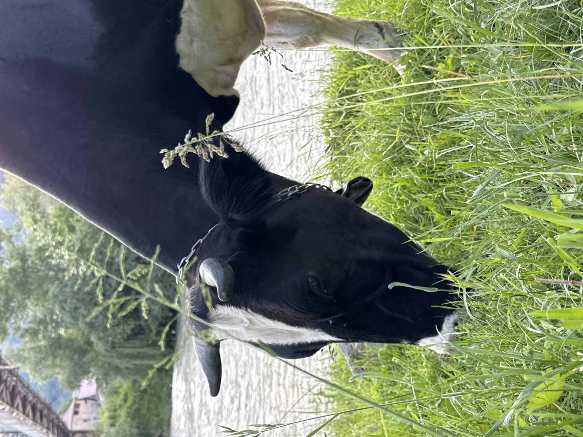 A black and white cow with short horns is grazing in lush green grass near a body of water. The cow is wearing a metal chain around its neck. In the background, a bridge and buildings are visible, suggesting an urban or semi-urban environment. The scene is set during daylight with natural lighting. The location is identified as Karachayevsk, Russia.
